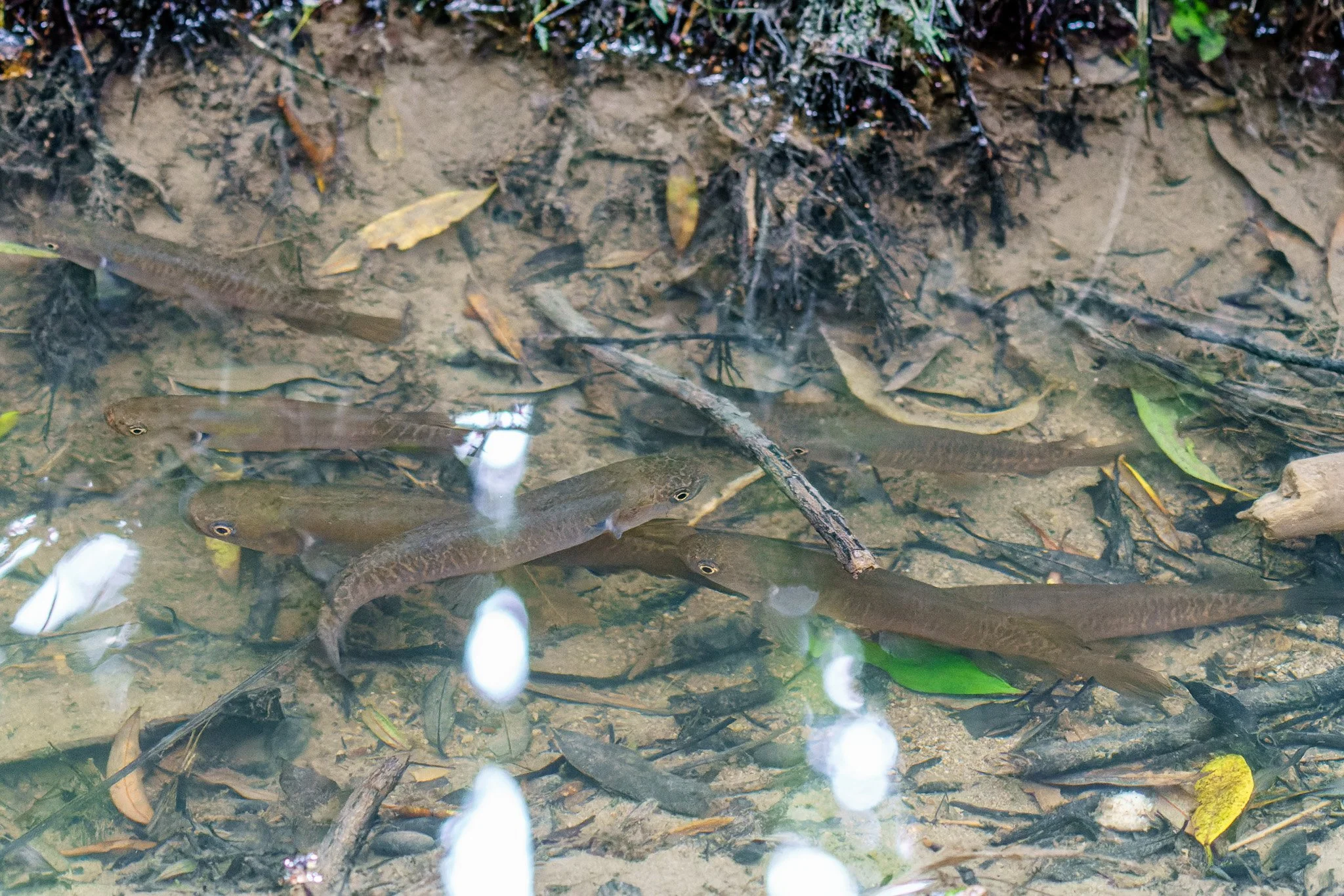 banded kokopu at Rotokare
