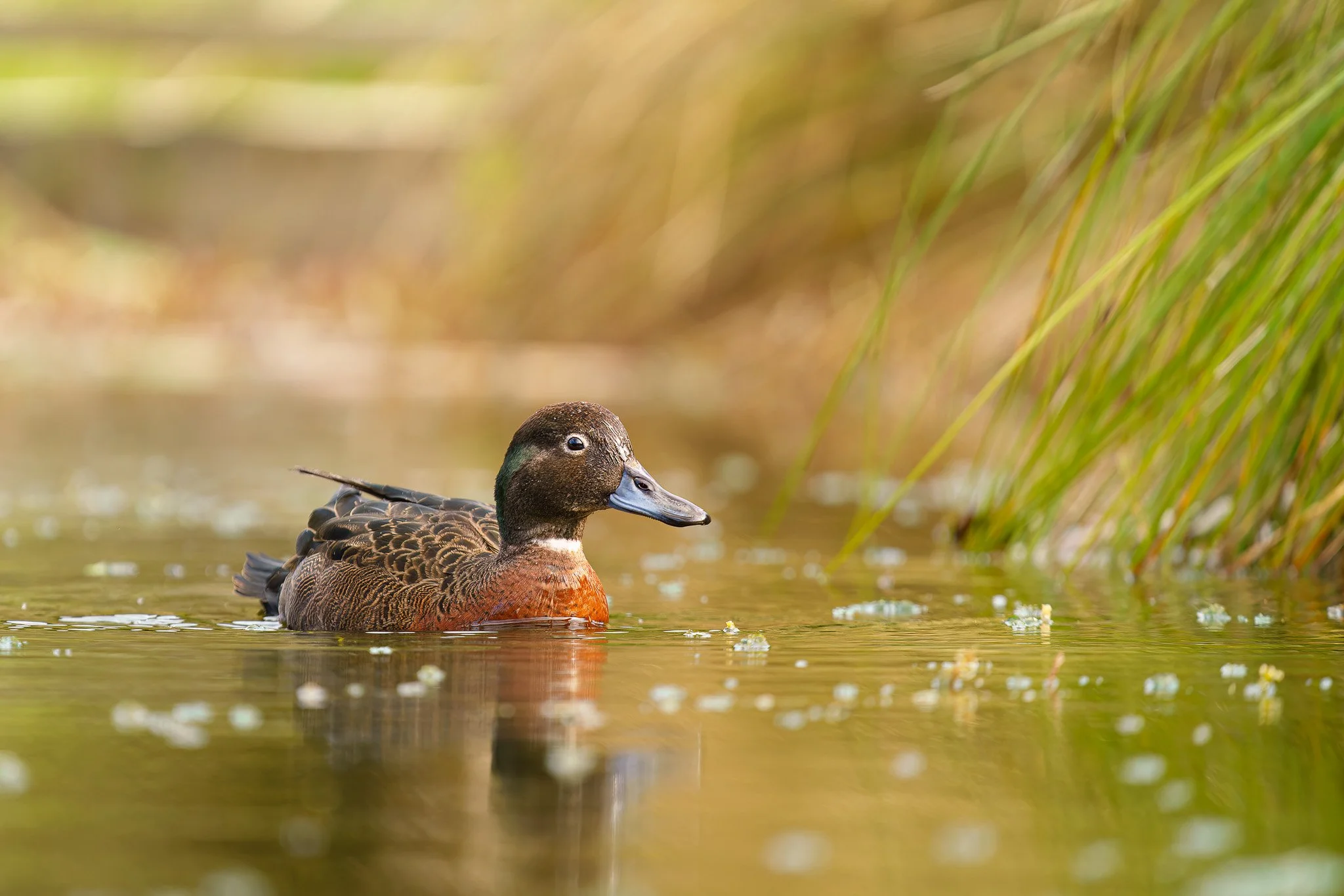 pāteke at Rotokare Wetland Reserve