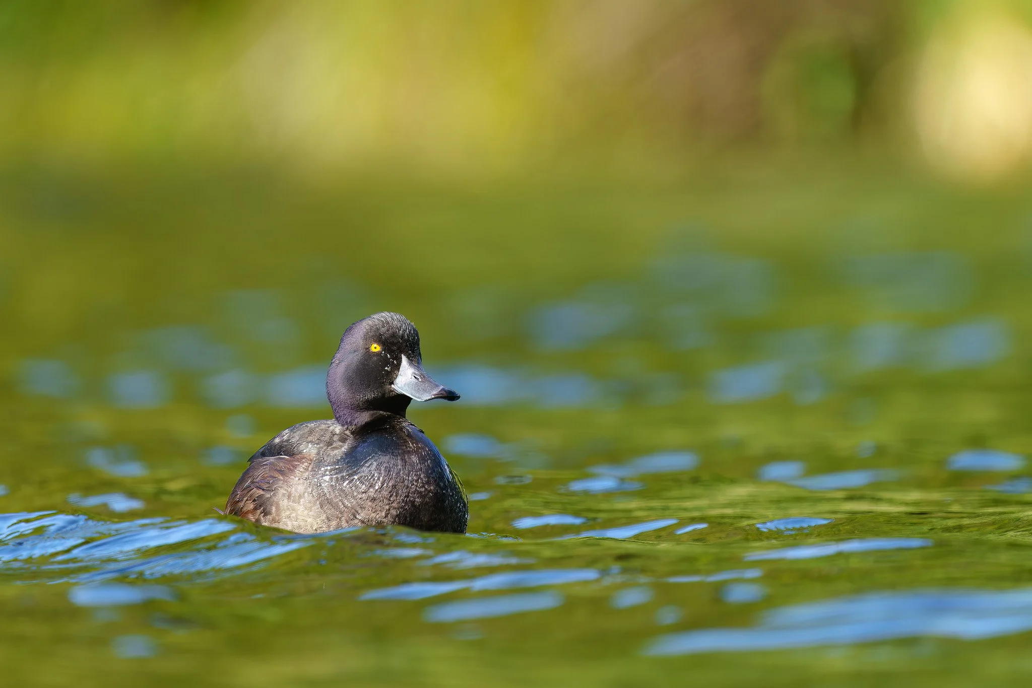 scaup at Rotokare Wetland Reserve