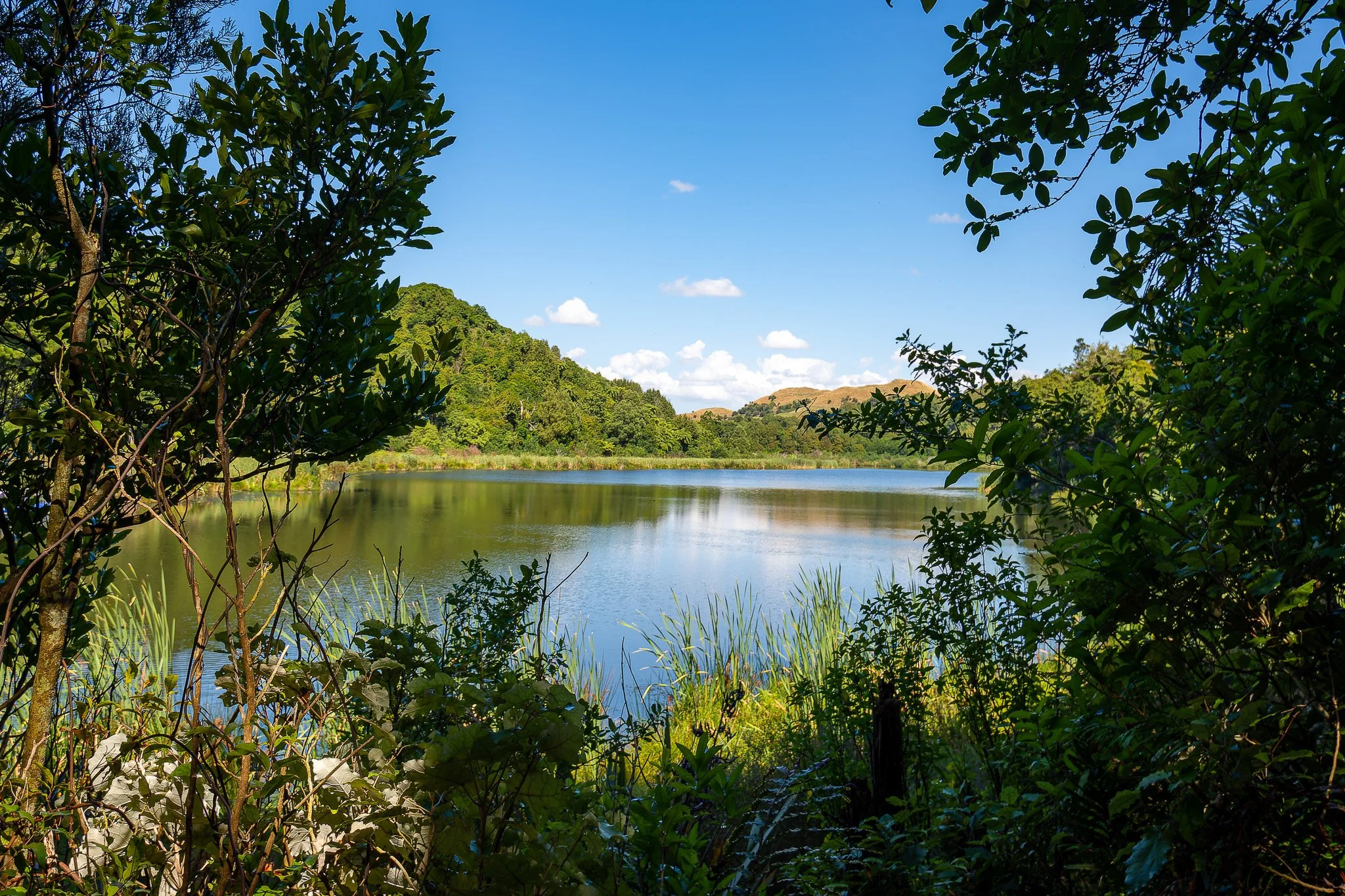 lake and forest at Rotokare Wetland Reserve