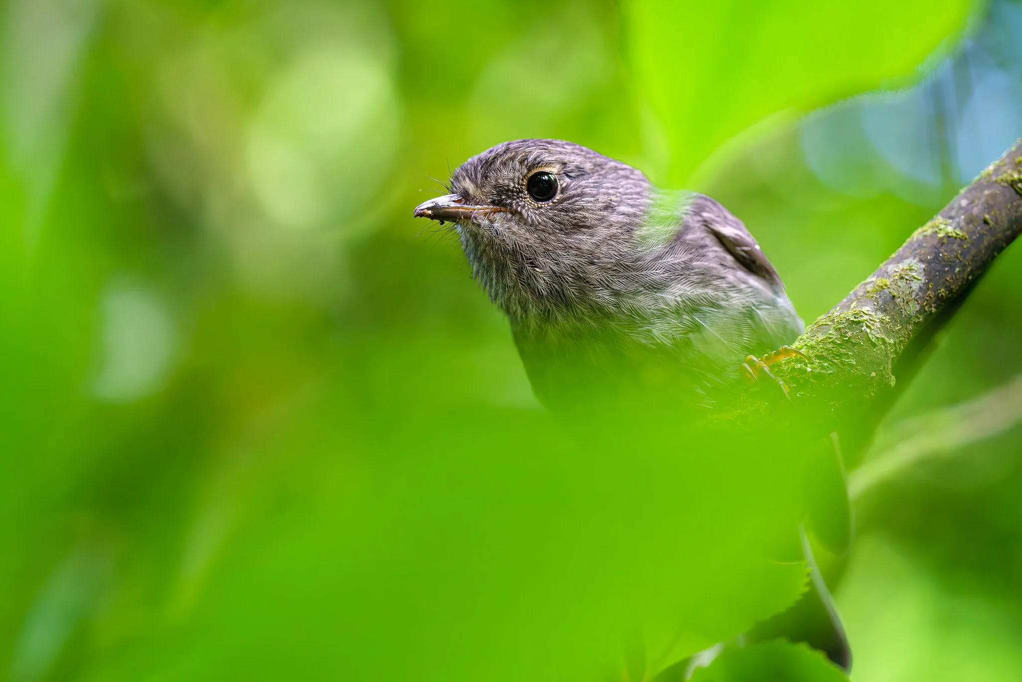 toutouwai at Rotokare Wetland Reserve