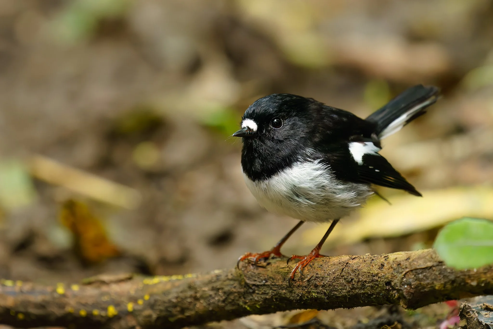 tomtit at Rotokare Wetland Reserve