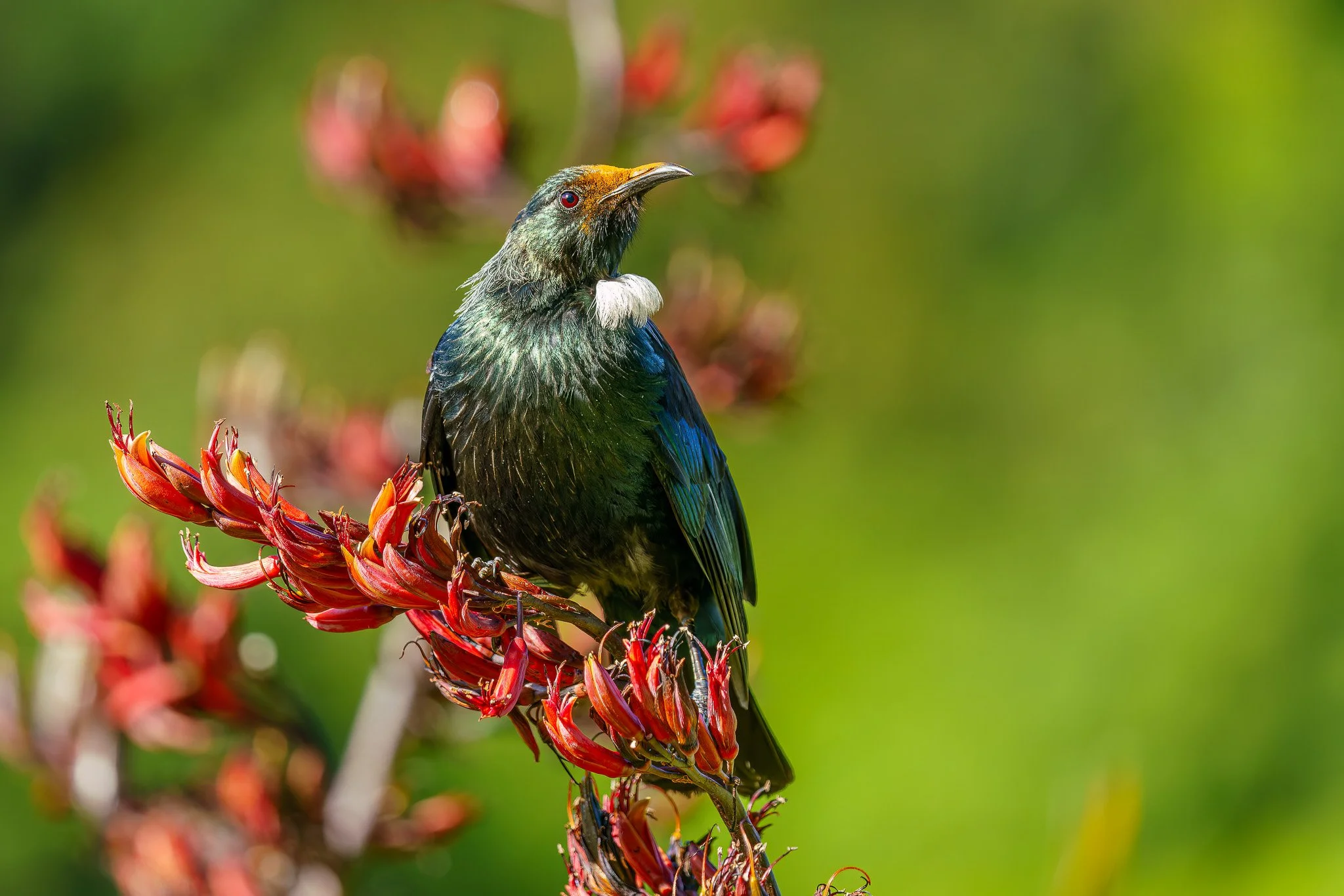 tūī feeding in the lakeside flax