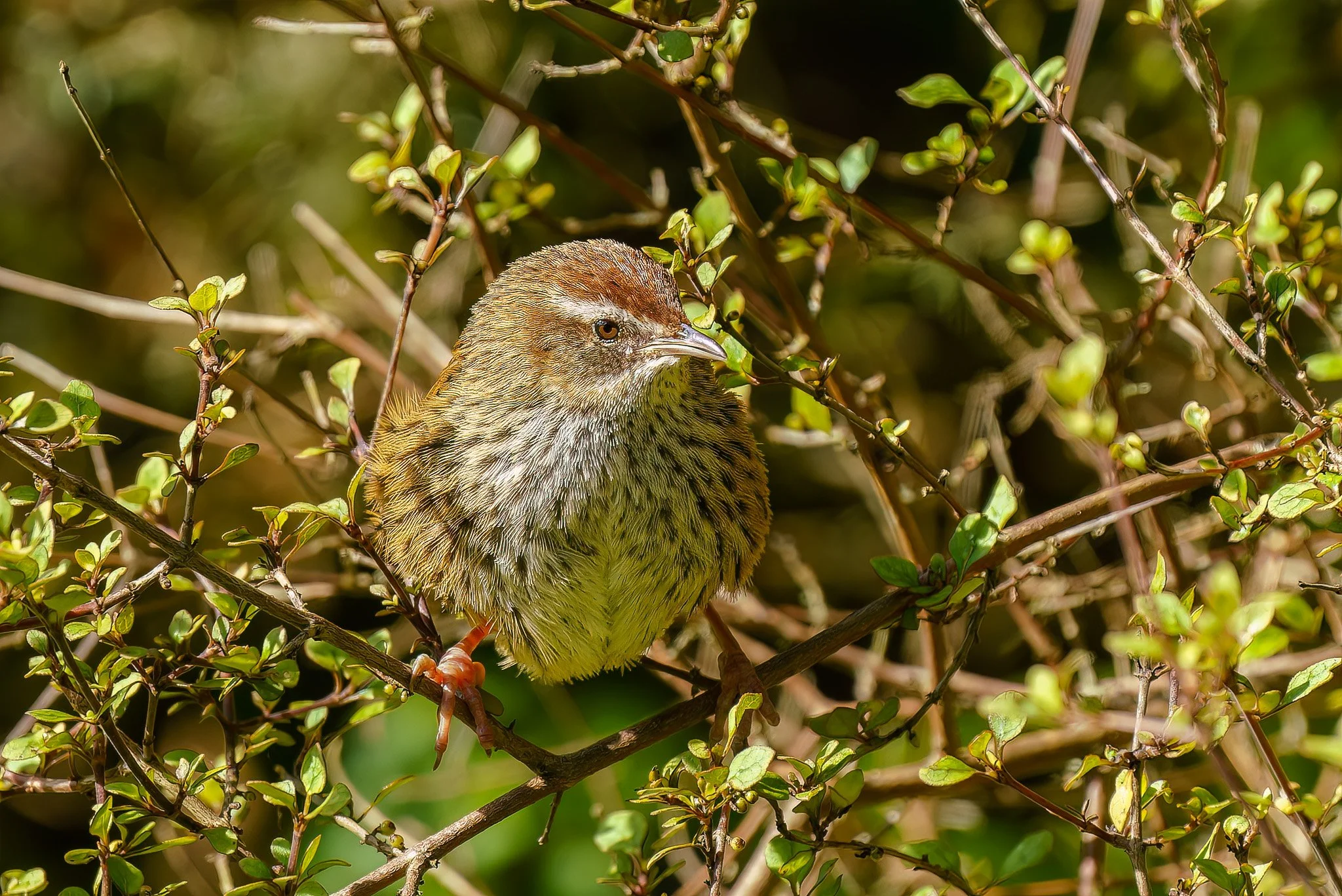fernbird at Rotokare Wetland Reserve