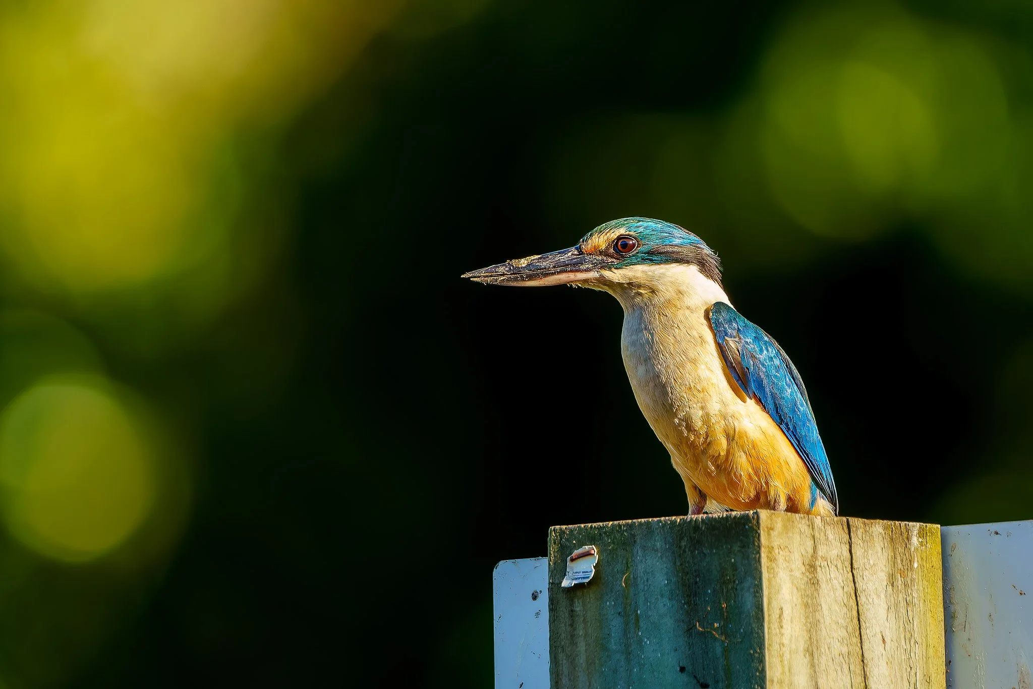 kōtare kingfisher at Rotokare Wetland Reserve
