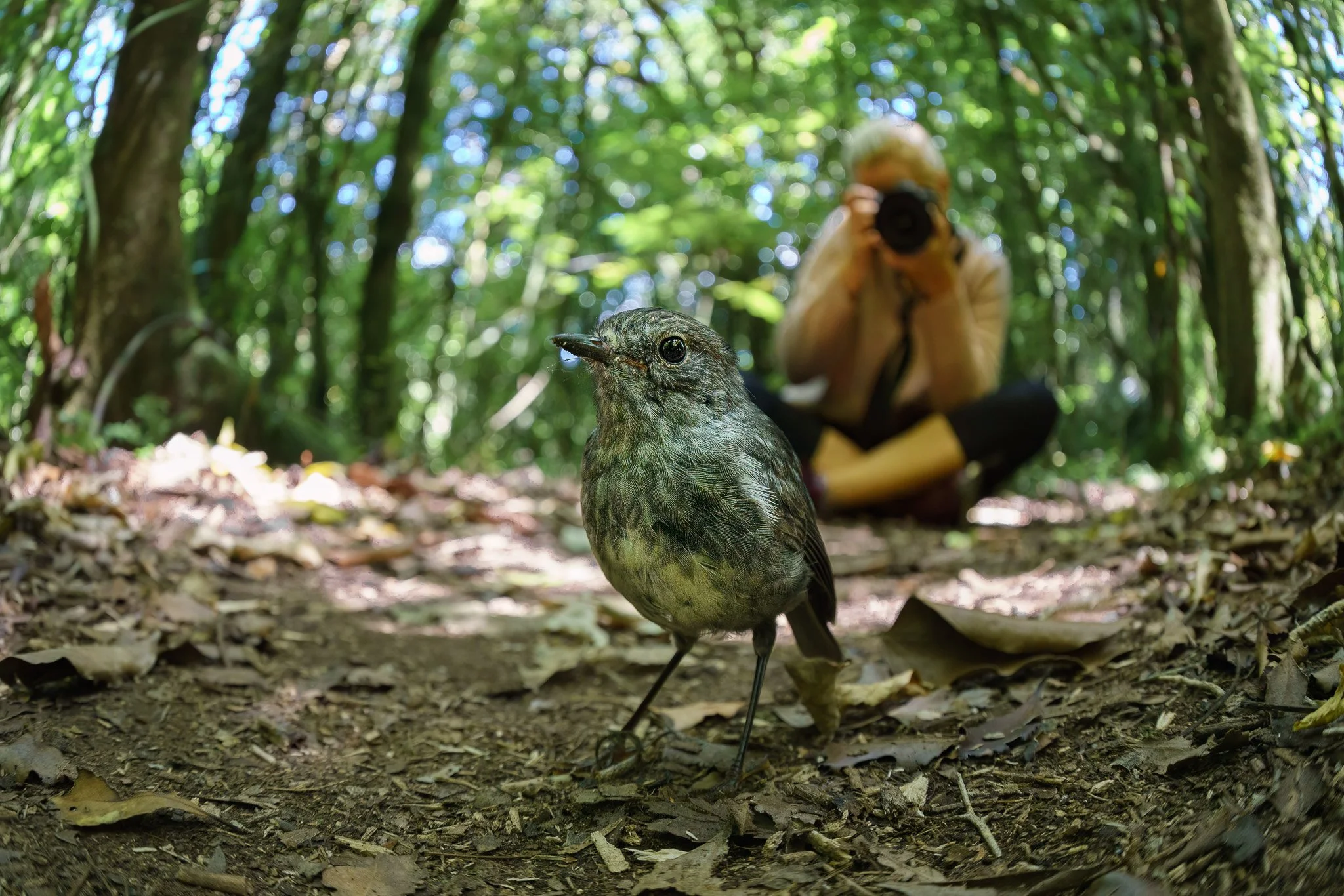 toutouwai beside a visitor at Rotokare
