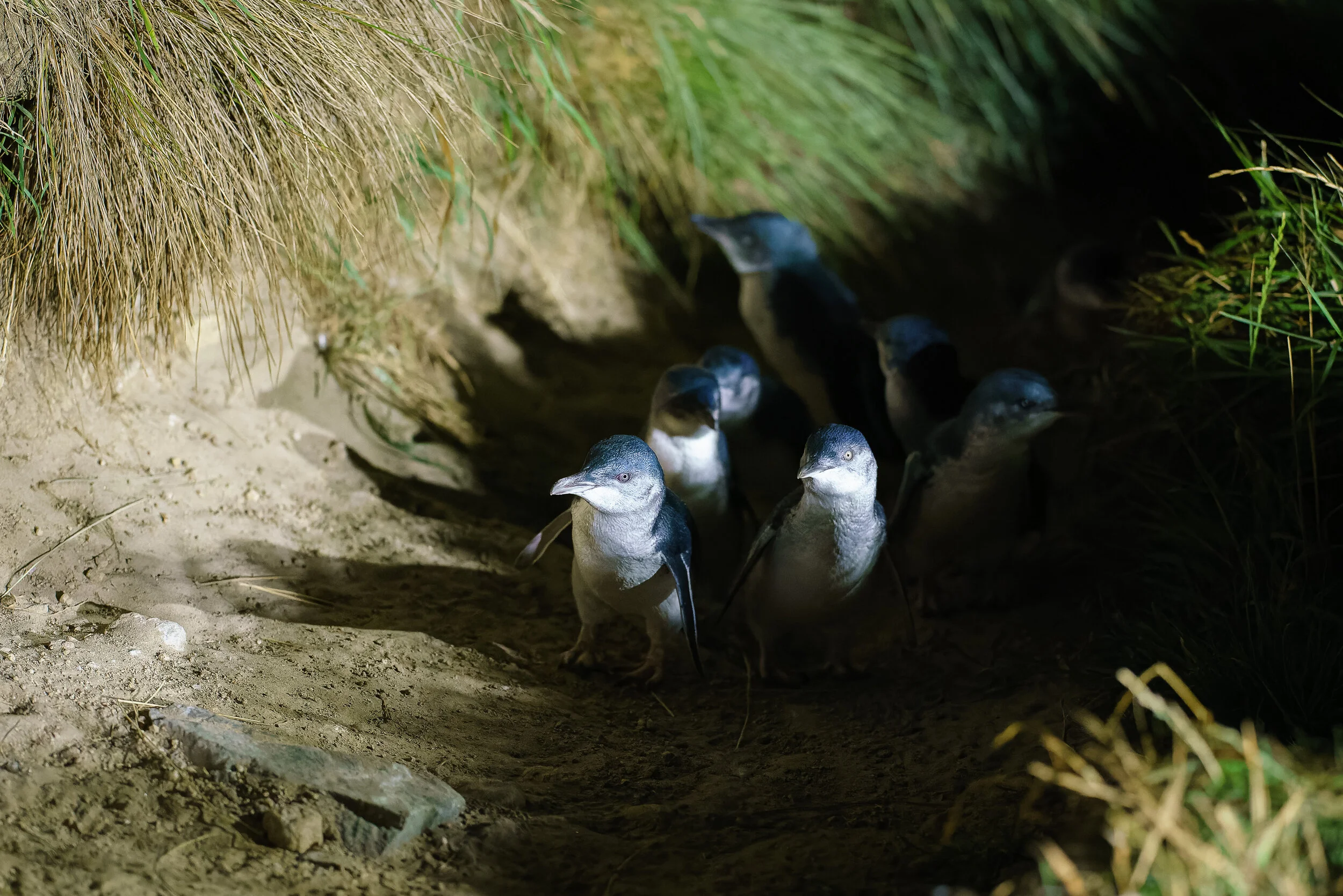 kororā, or little penguin, at Pukekura Bay, Otago