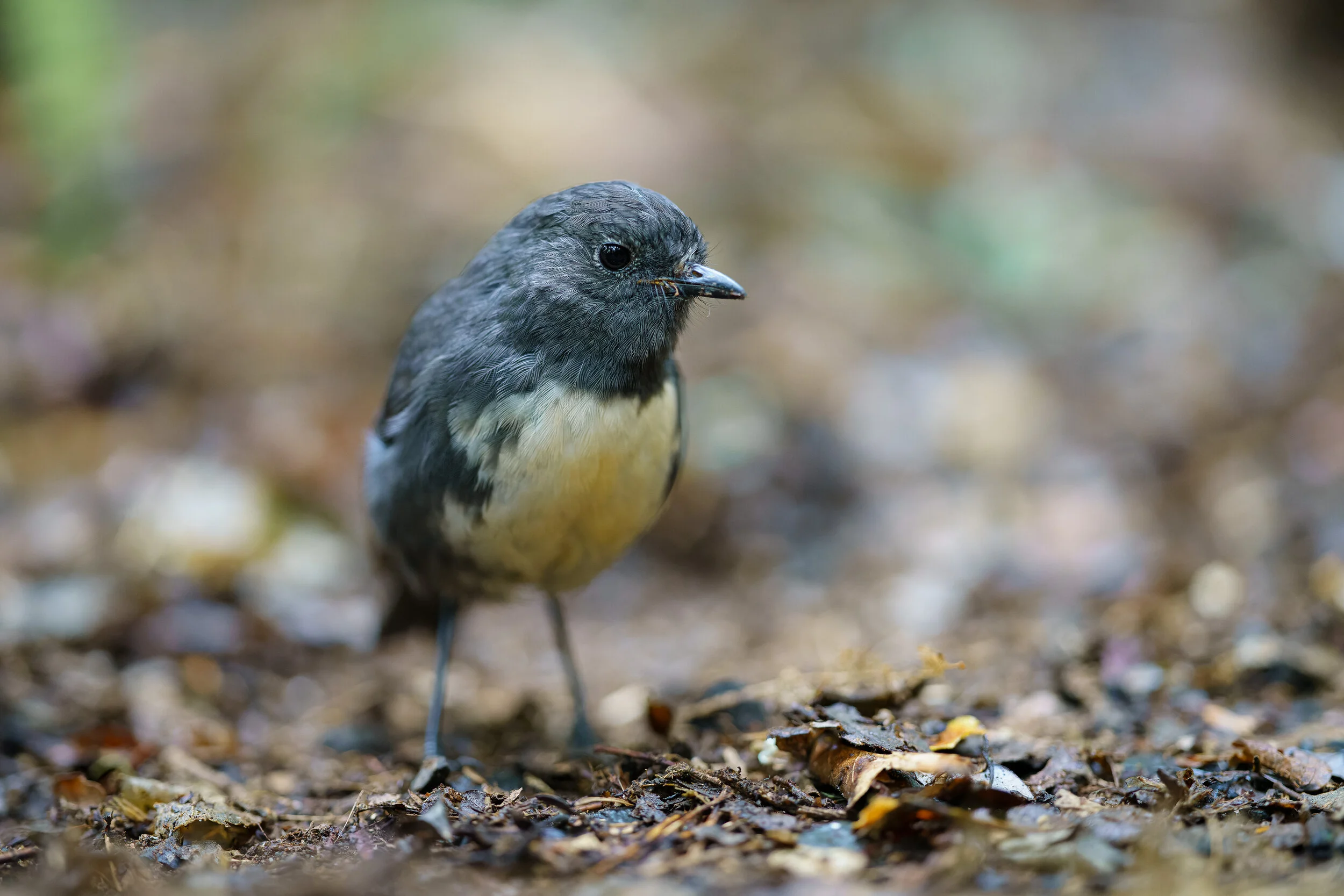 toutouwai at Orokonui, Otago