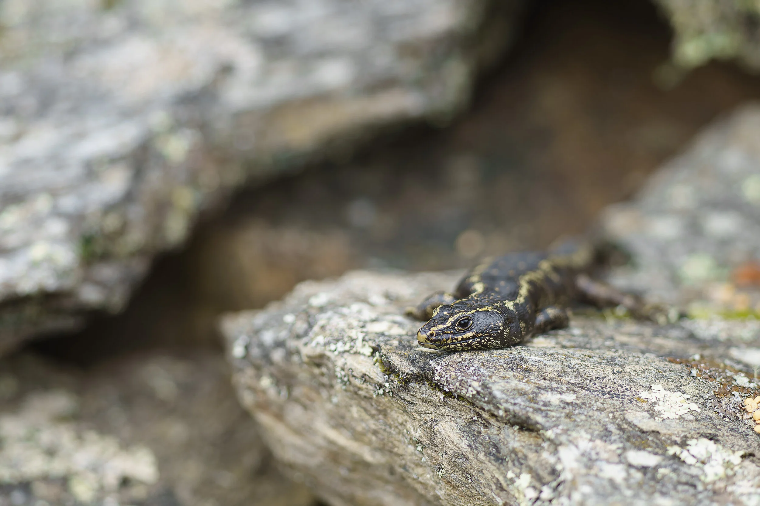 otago skink at Orokonui, Otago