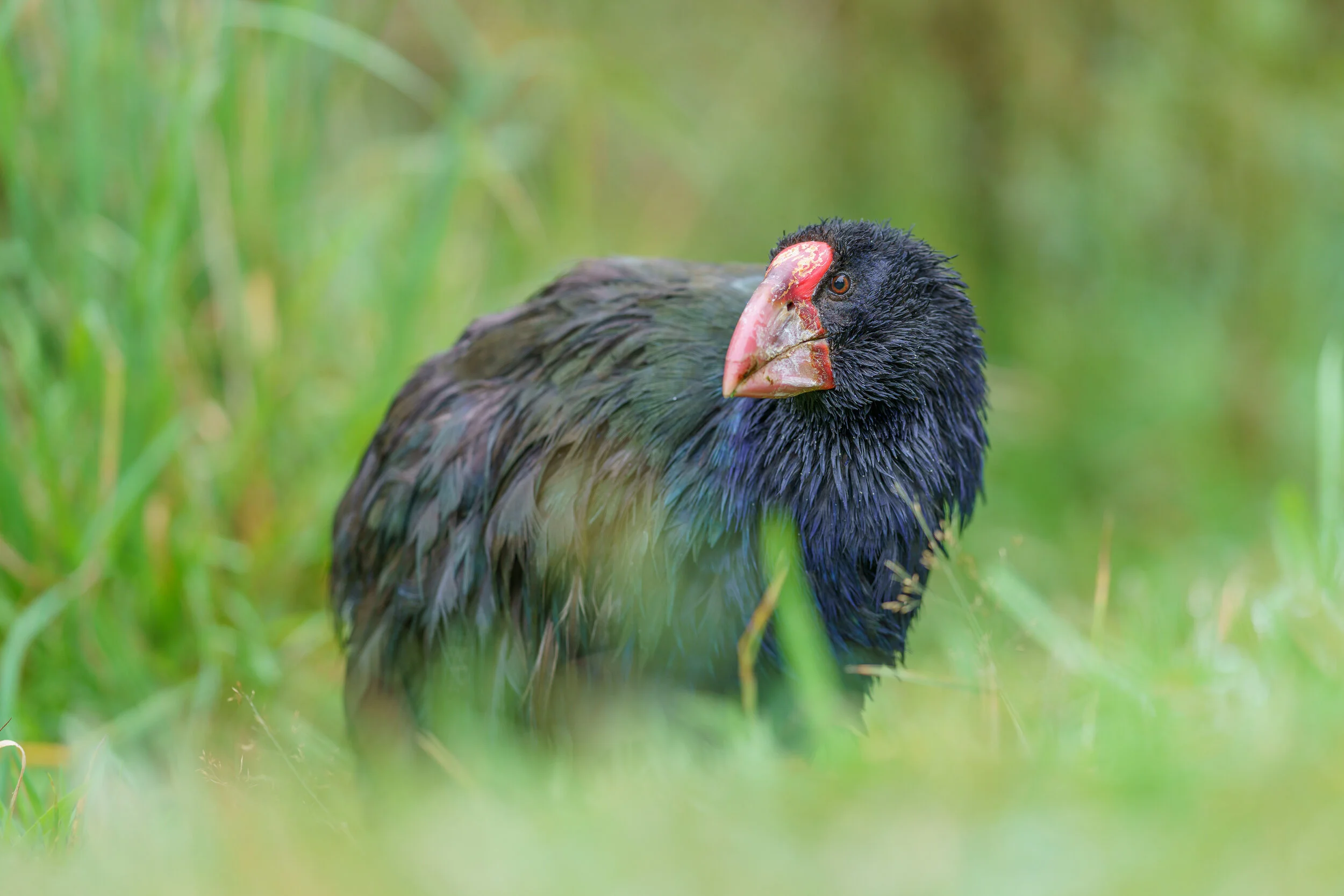 South Island takahē at Orokonui, Otago