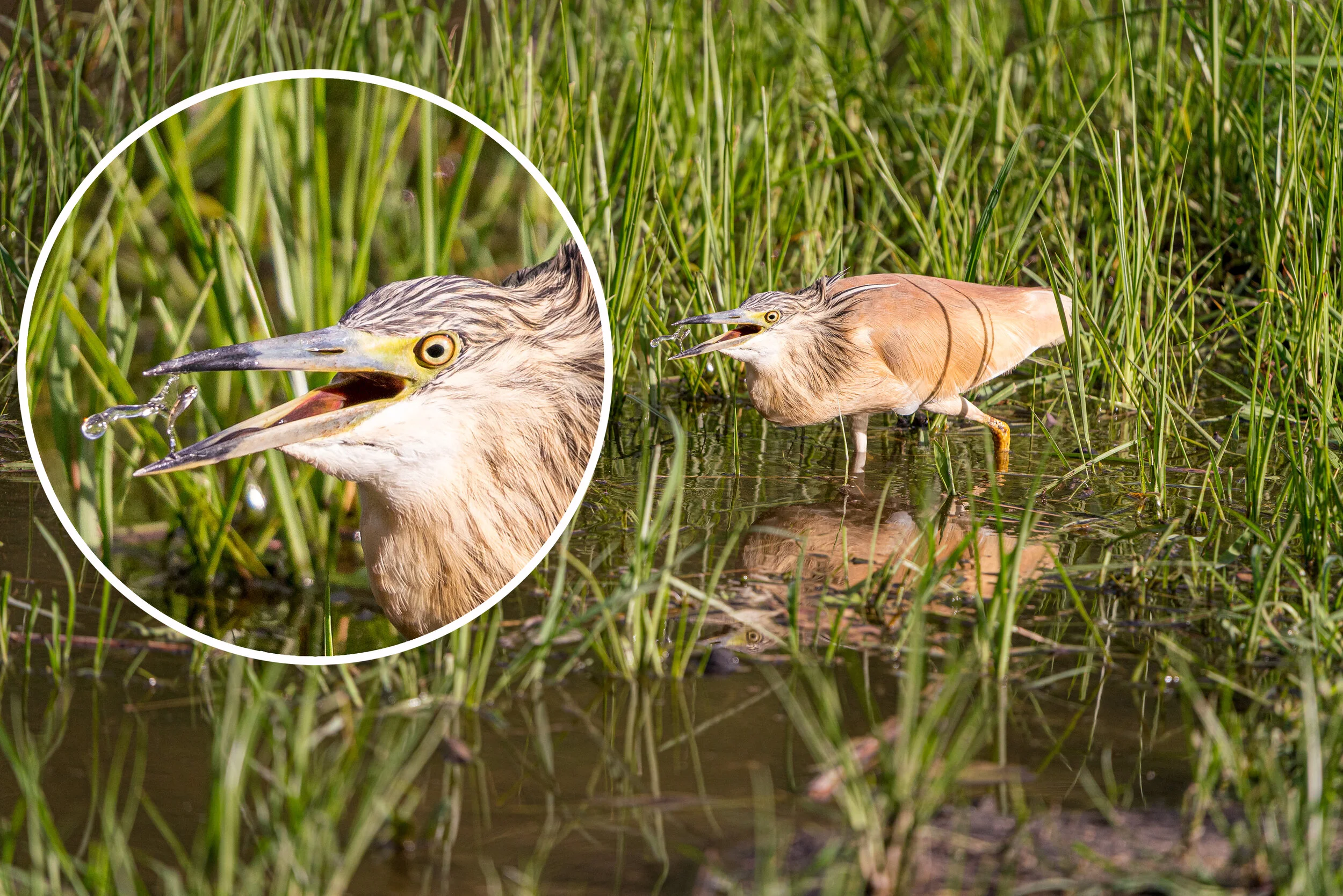 squacco heron catching a fish photographed using the 200-600mm lens