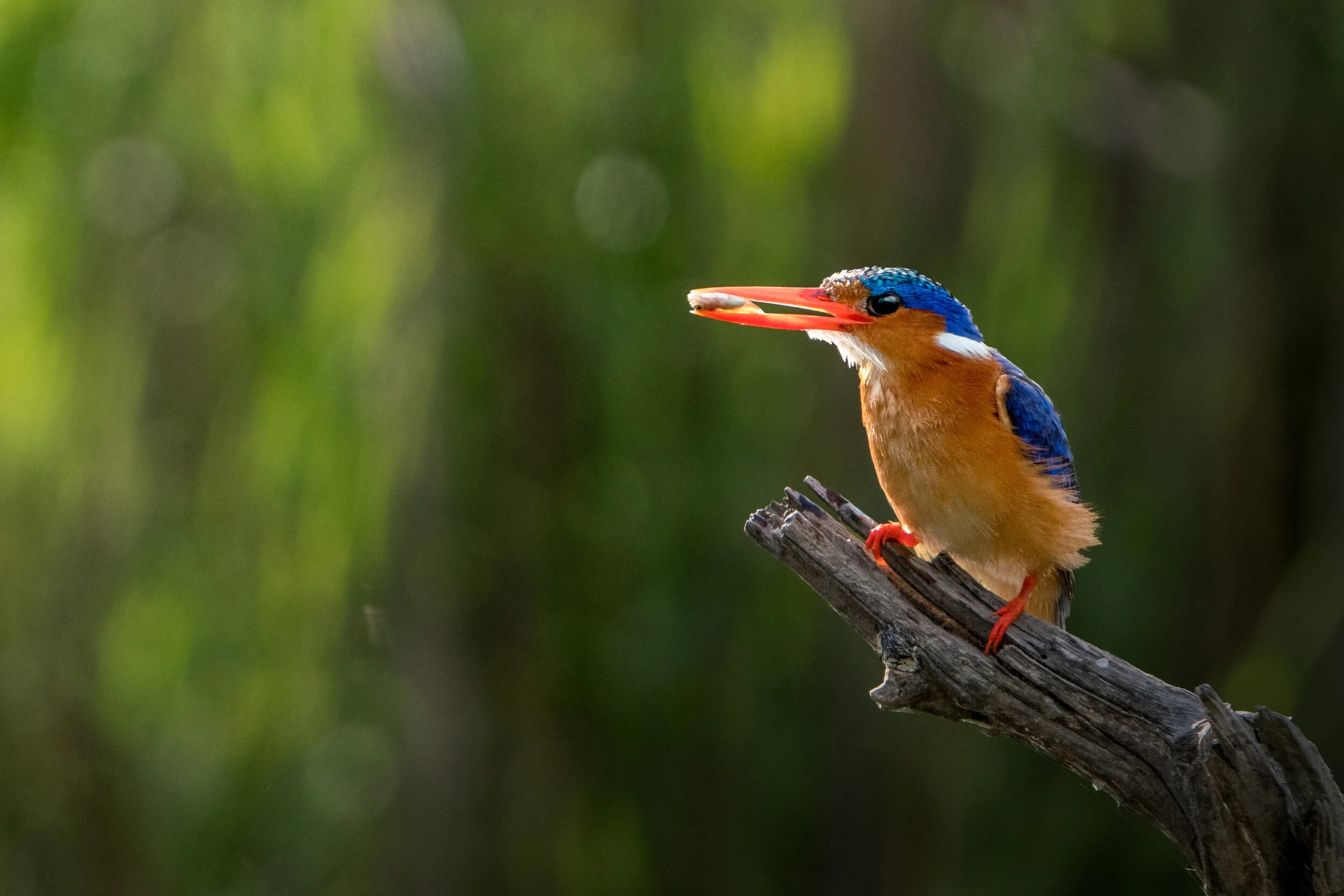 malachite kingfisher photographed with Sony telephoto lens