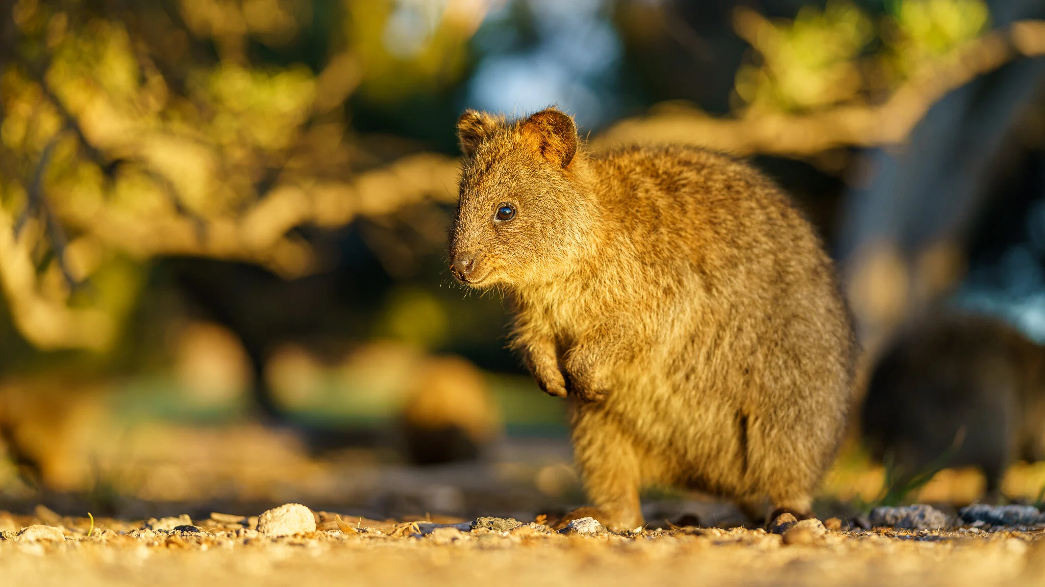 quokka on Rottnest Island, Australia