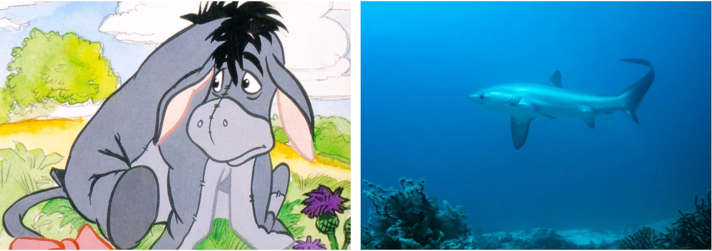 Eeyore cartoon beside a pelagic thresher shark photo