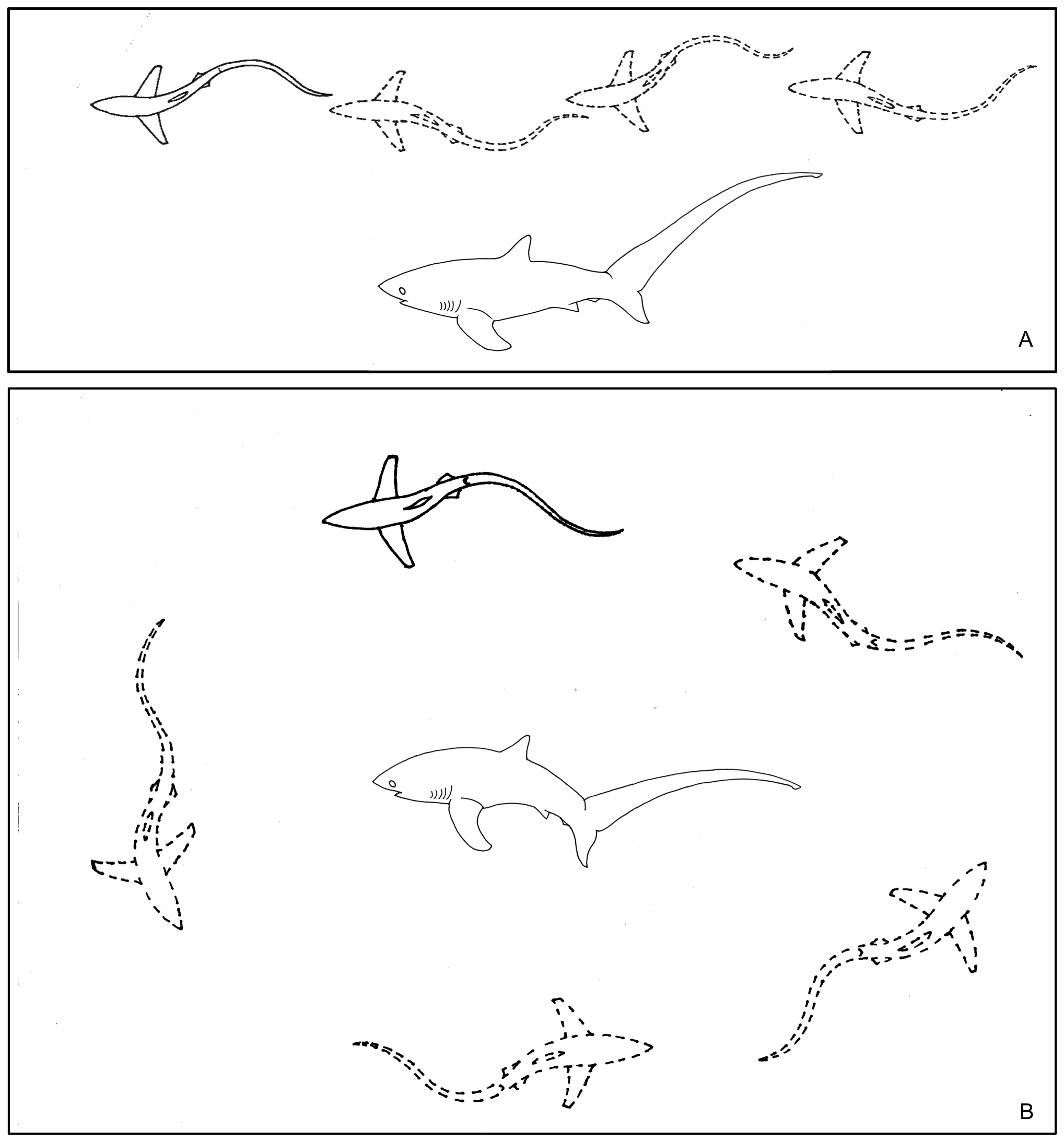 drawings of thresher sharks and their long tails