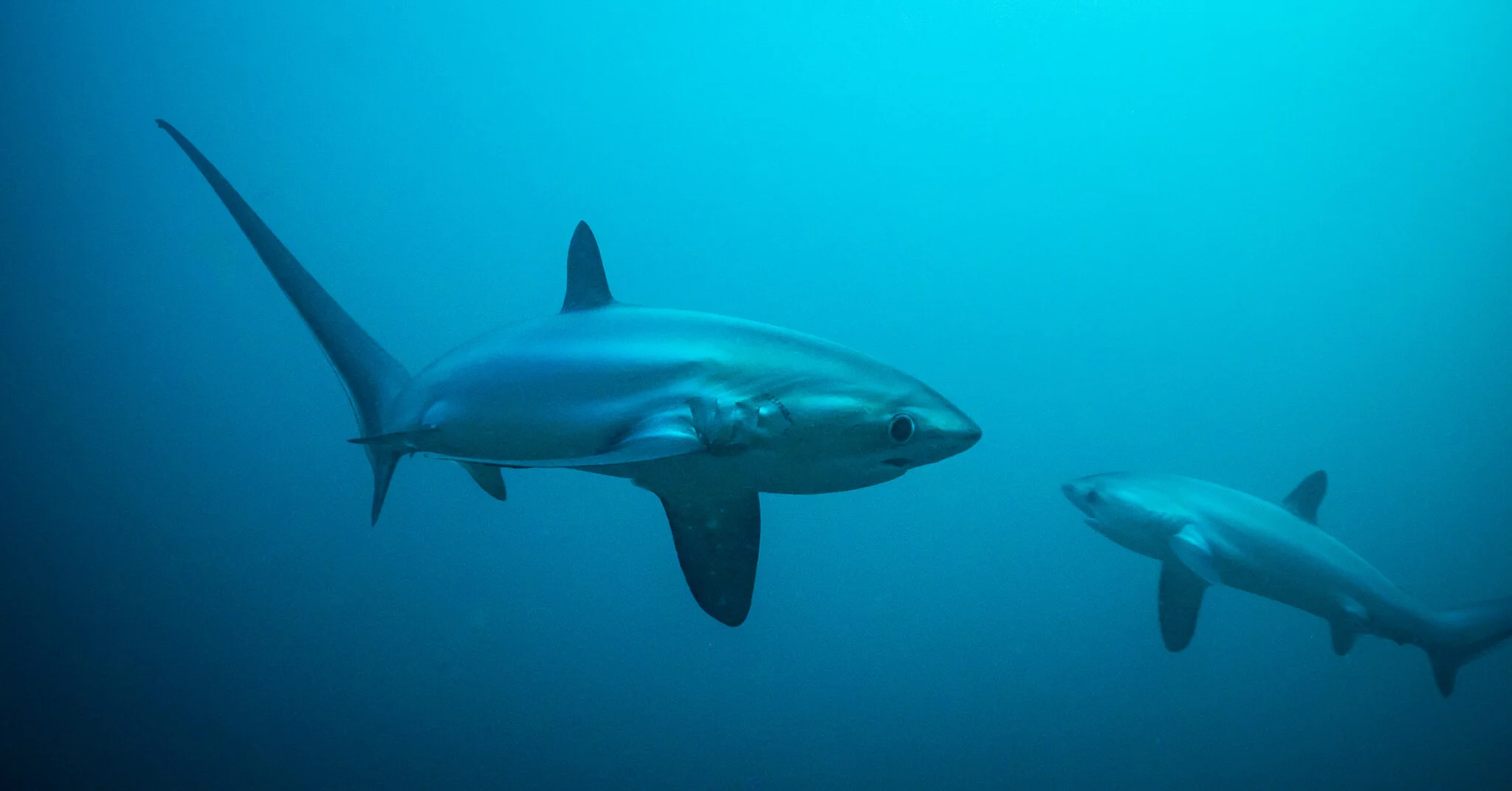 two thresher sharks swimming underwater