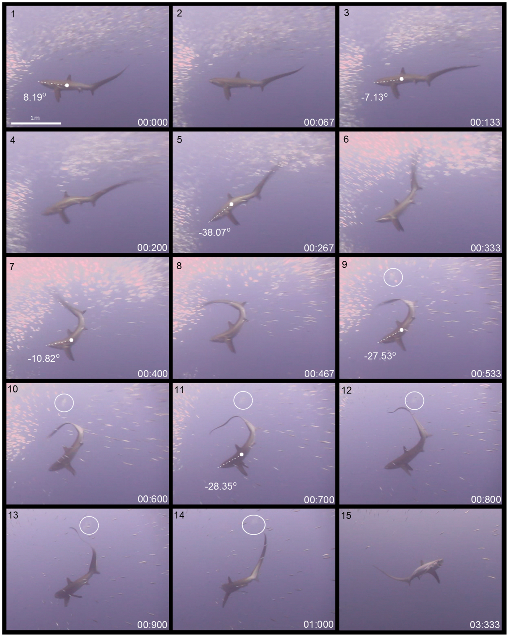 sequence of thresher sharks swimming underwater