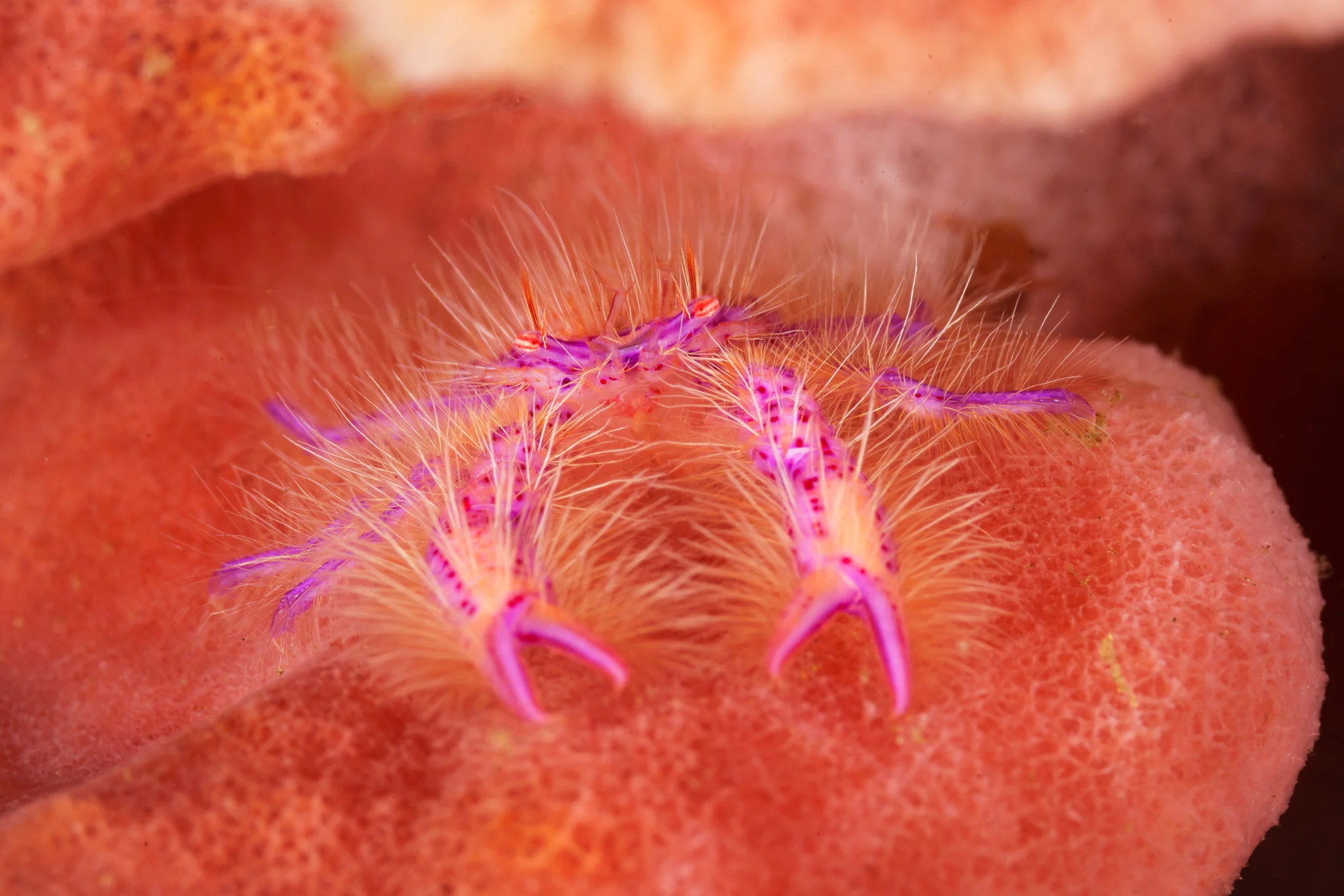 hairy squat lobster on a barrel sponge