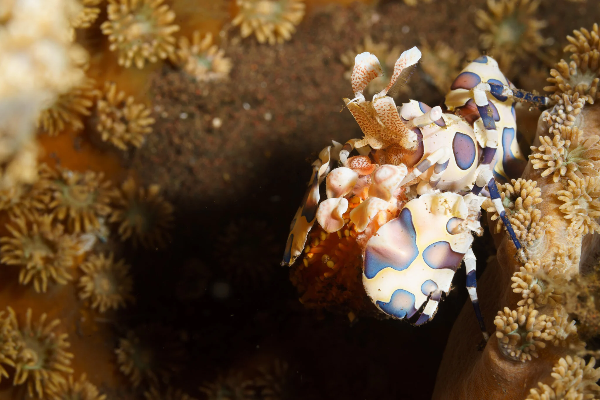 harlequin shrimp eating a starfish arm at Tulamben, Bali, Indonesia