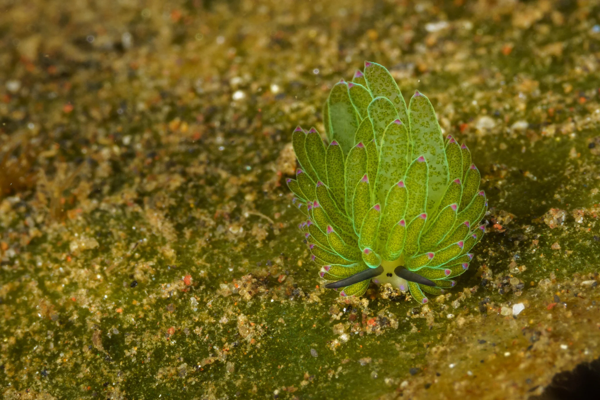 tiny Shaun the Sheep nudibranch at Tulamben