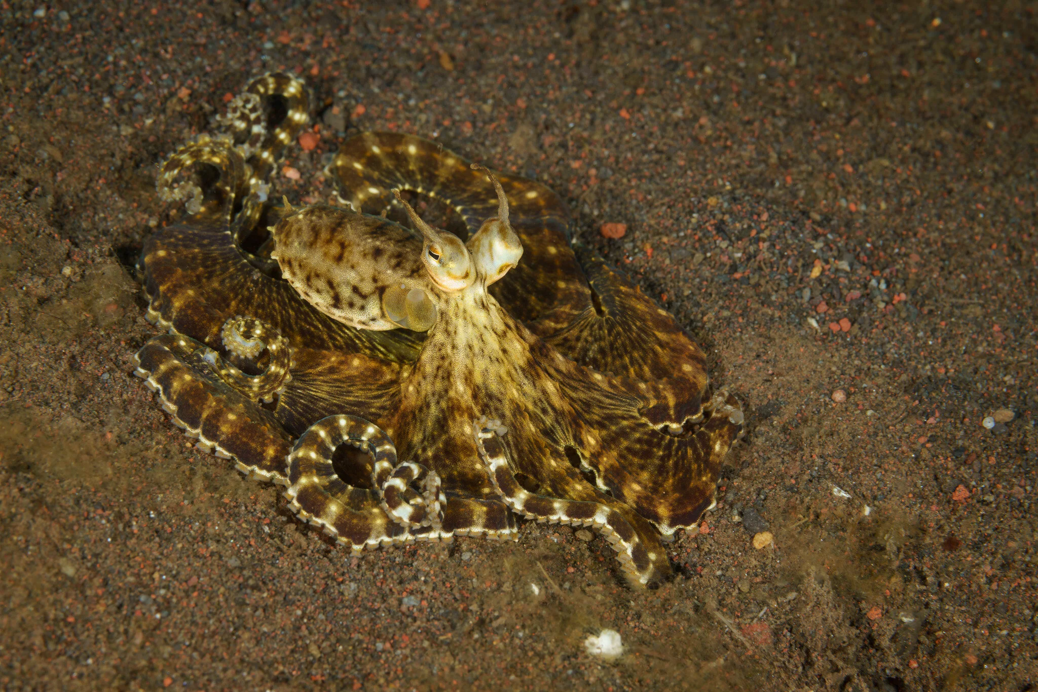 wonderpus octopus at Tulamben, Bali