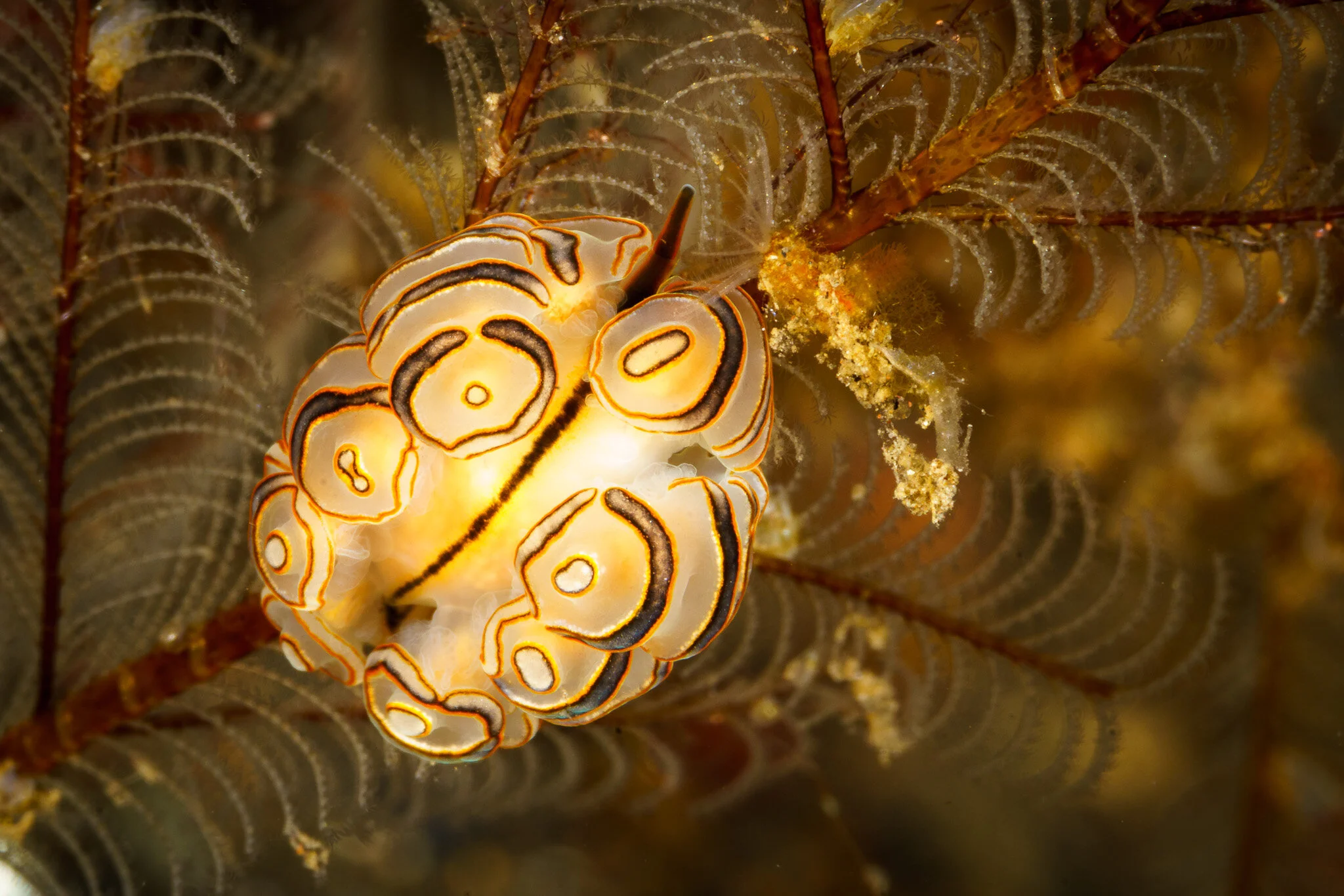 nudibranch at Tulamben, Bali, Indonesia