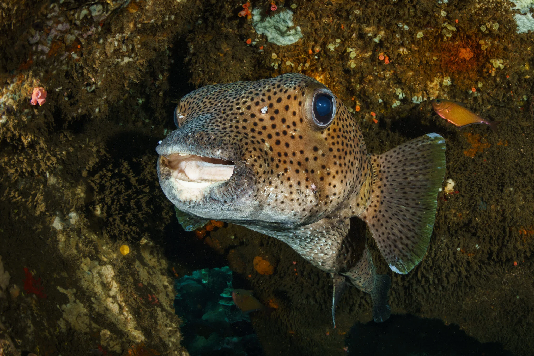 pufferfish at the Liberty Wreck at Tulamben in Bali, Indonesia