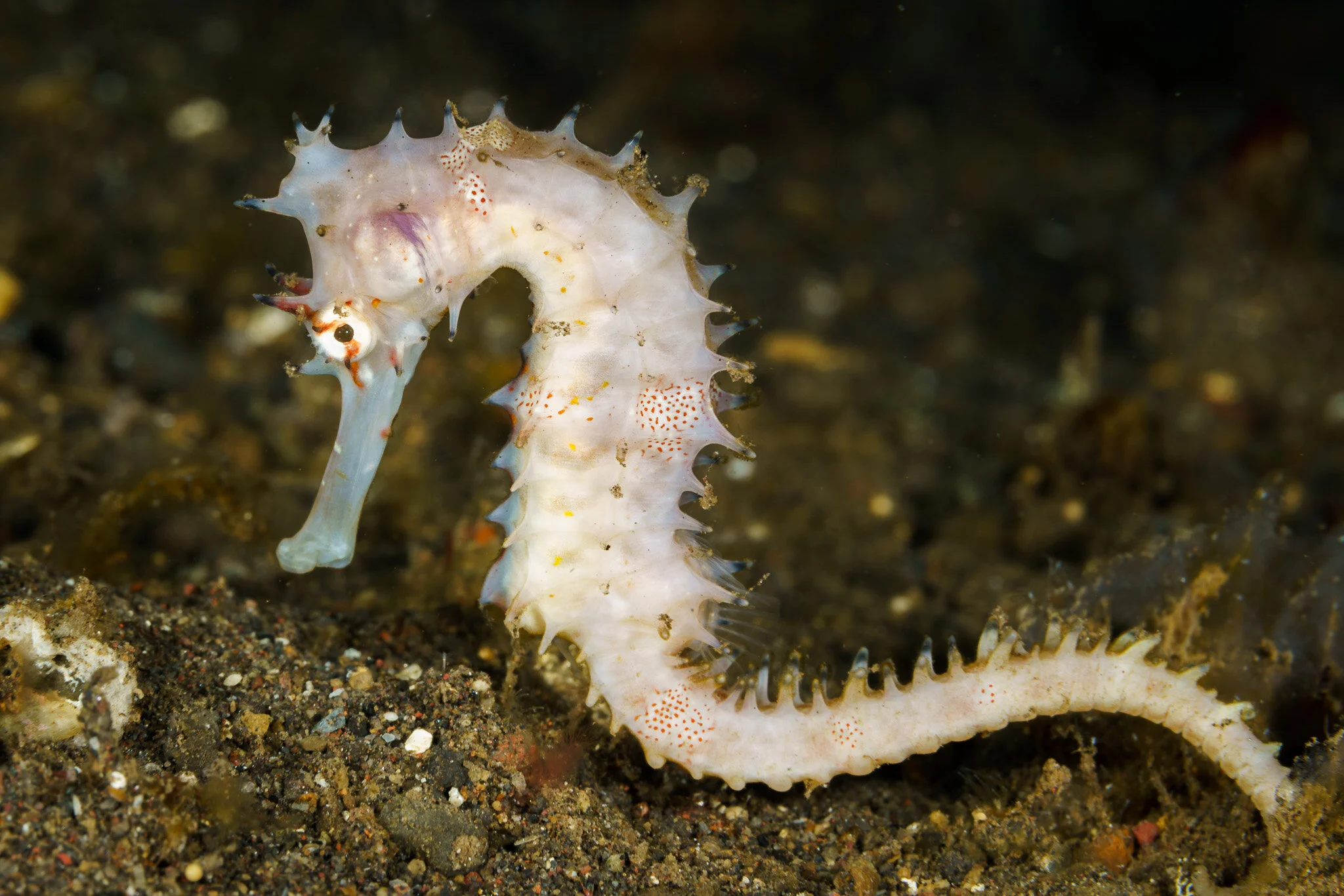 white seahorse on sand at Tulamben, Bali, Indonesia