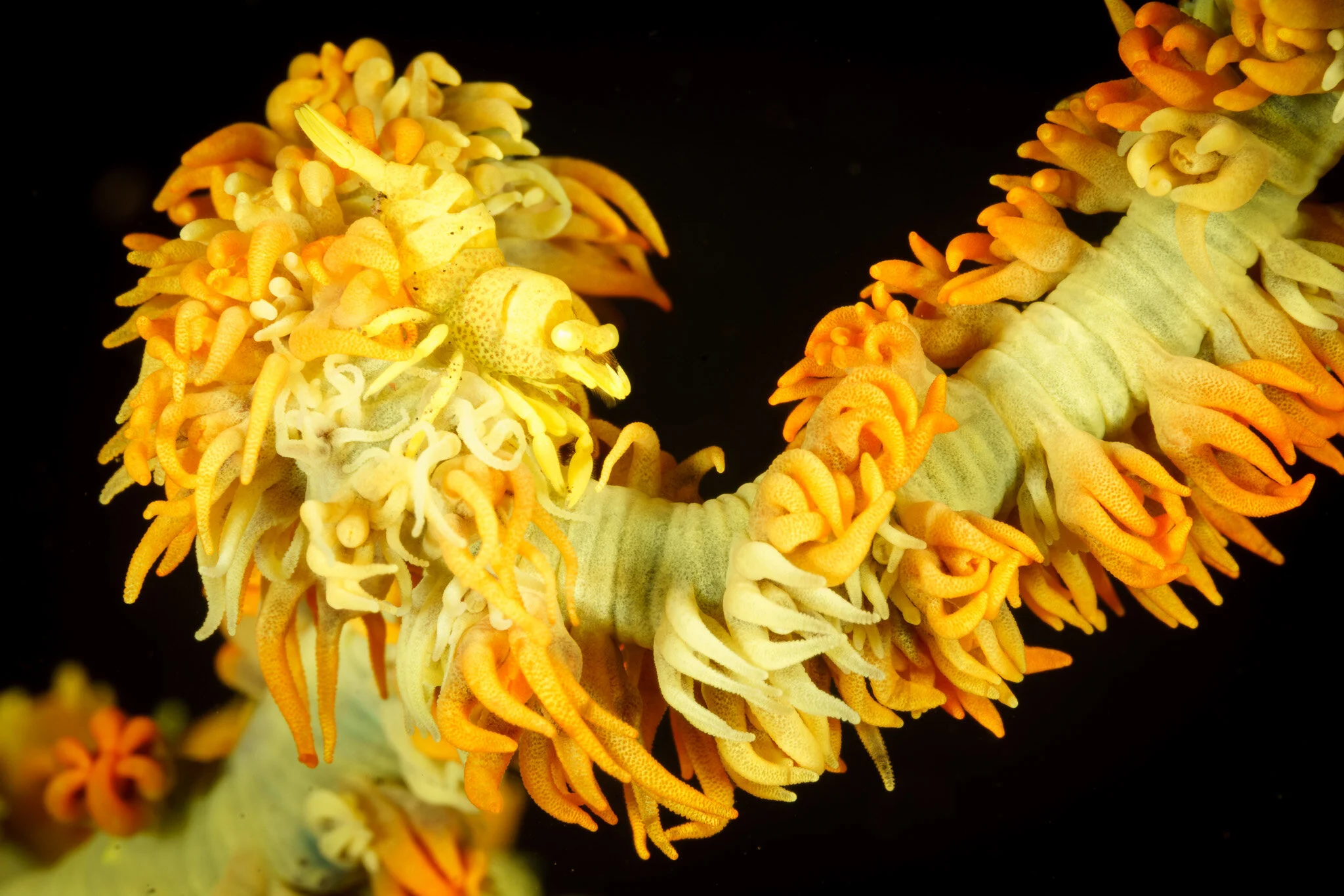 yellow shrimp camouflaged on whip coral at Tulamben, Bali, Indonesia