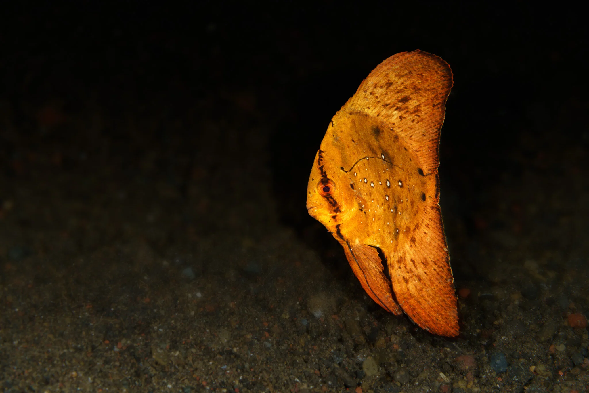 juvenile batfish mimicking a leaf underwater at Tulamben, Bali, Indonesia