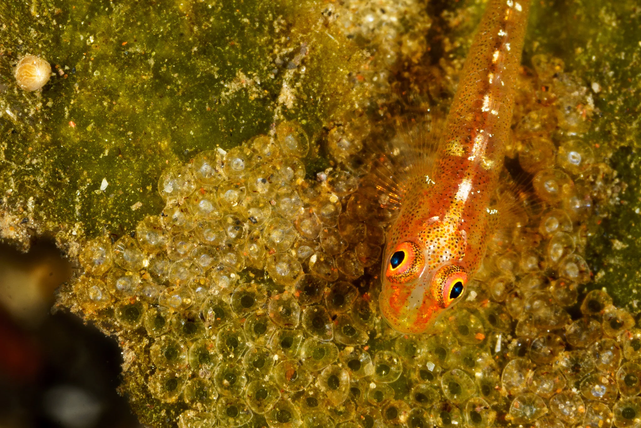 small fish protecting its eggs spotted while diving at Tulamben, Bali, Indonesia
