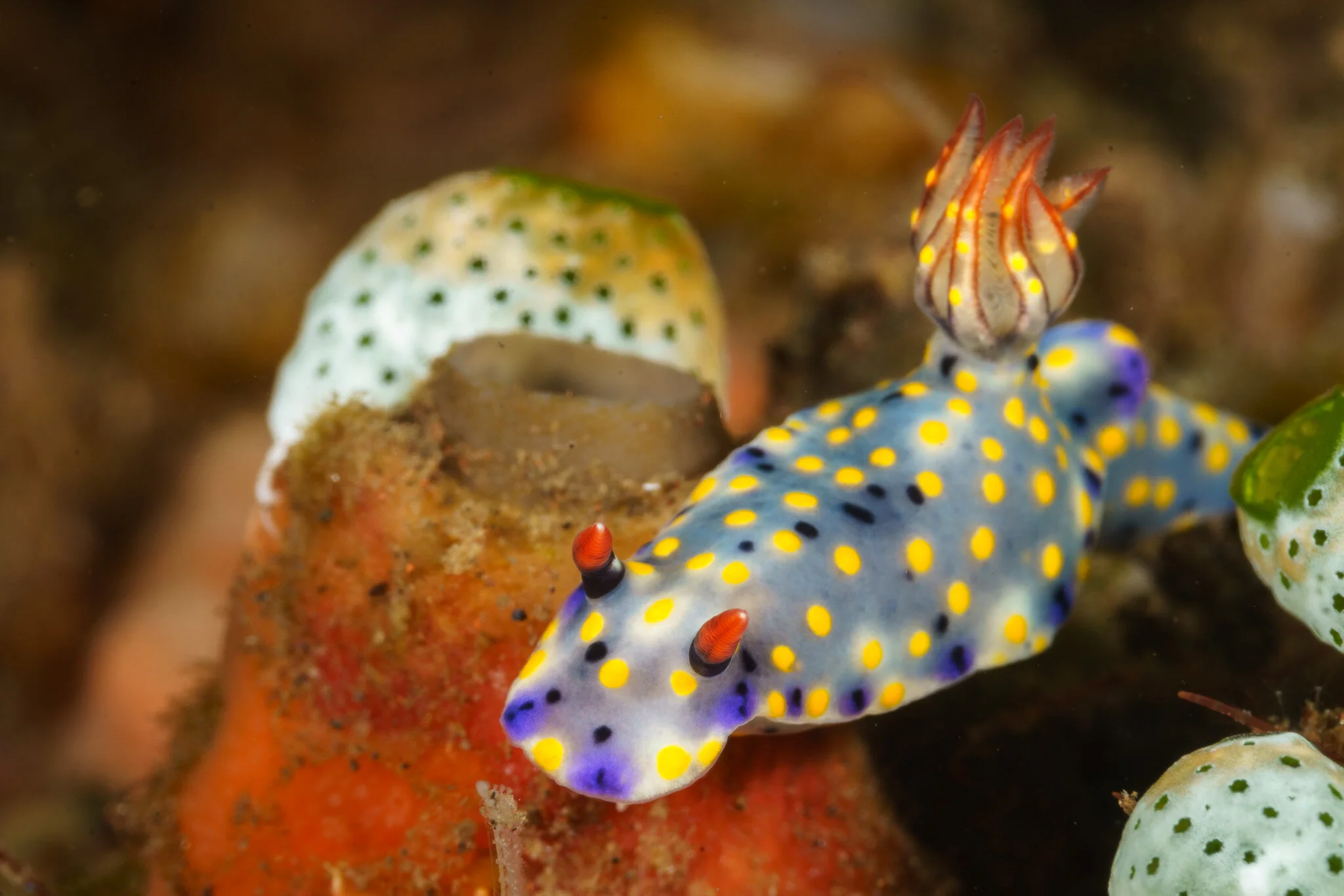 nudibranch spotted while diving at Tulamben in Bali, Indonesia