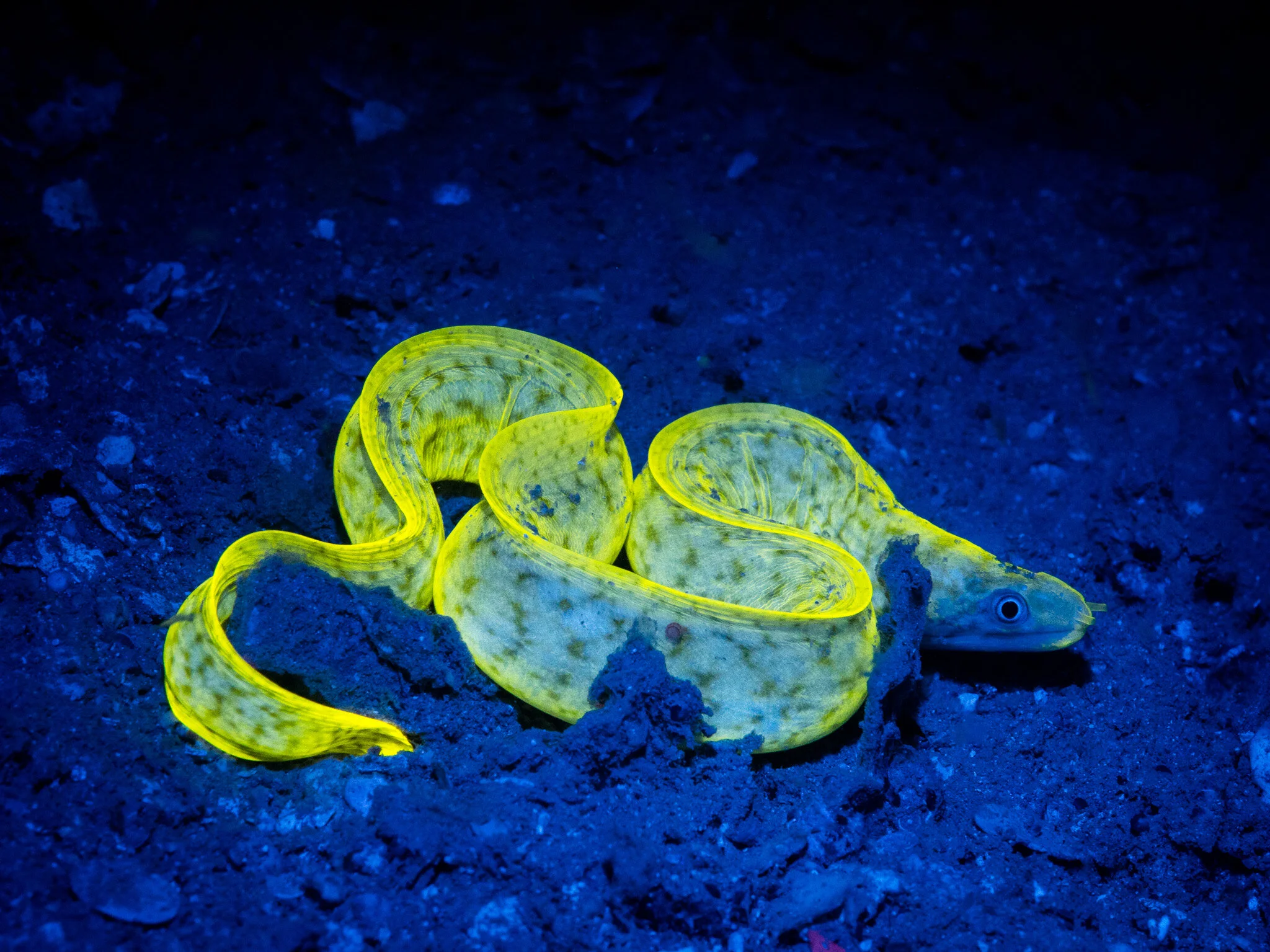 fluorescing moray eel at Nosy Sakatia, Madagascar
