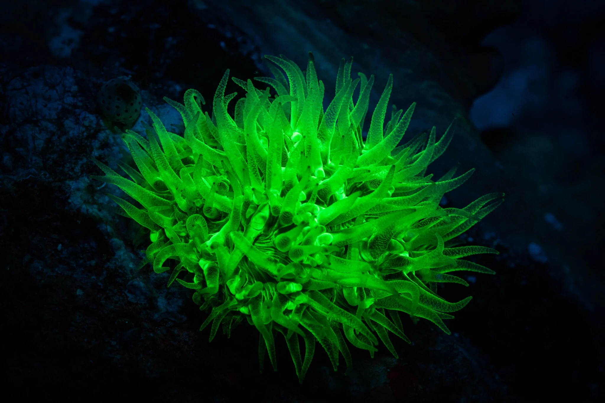 fluorescent mushroom coral in Raja Ampat, Indonesia