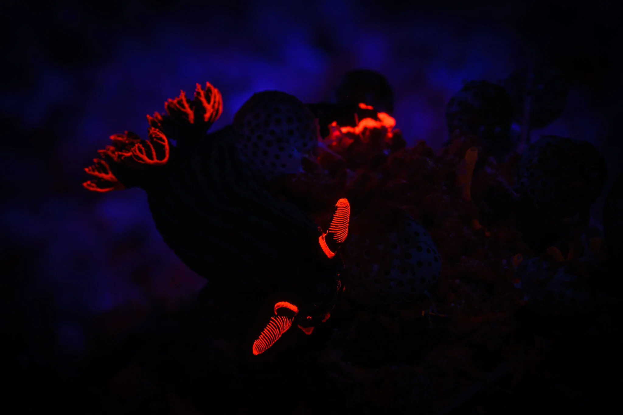 fluorescing Nembrotha nudibranch in Raja Ampat