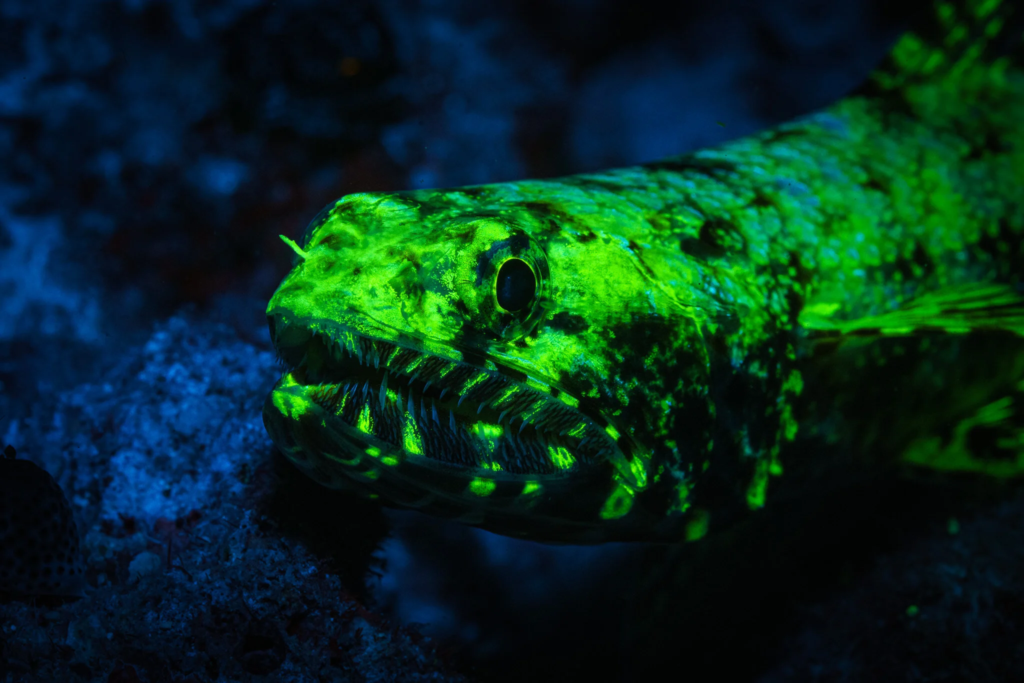 fluorescing moray eel illuminated under blue light