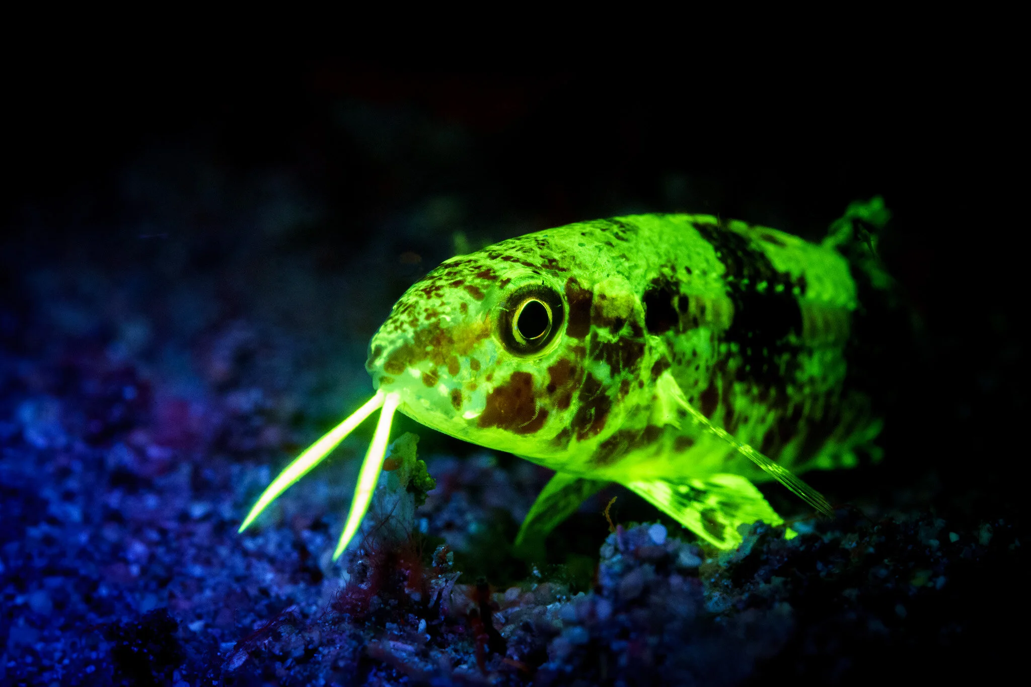 fluorescing moray eel seen close up