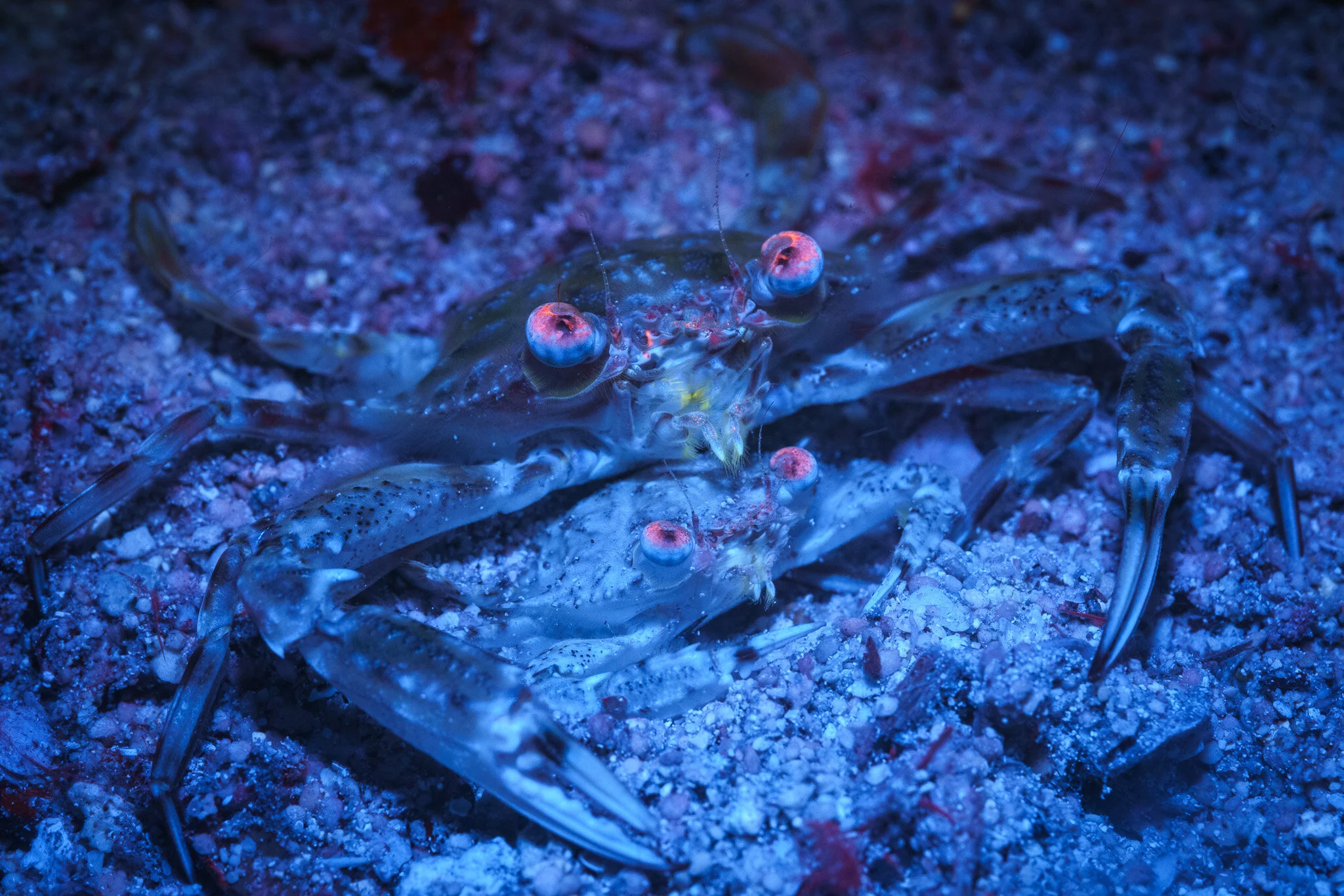 underwater reef scene lit by blue light