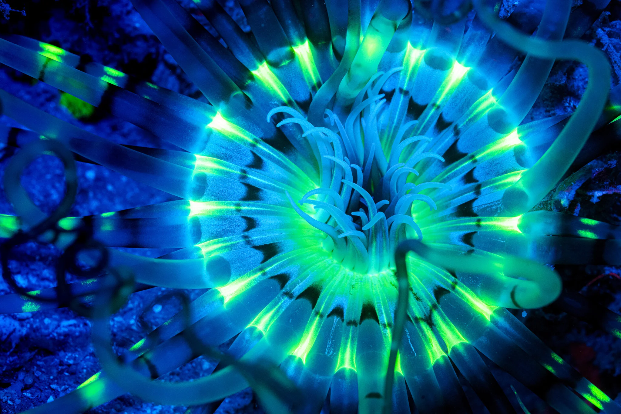 sea anemone glowing under blue light at Nosy Sakatia