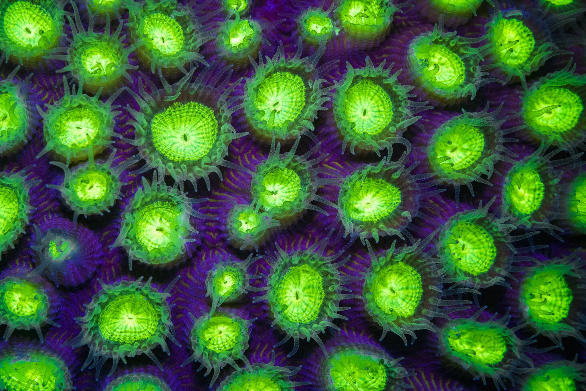 fluorescing coral at Nosy Sakatia, Madagascar