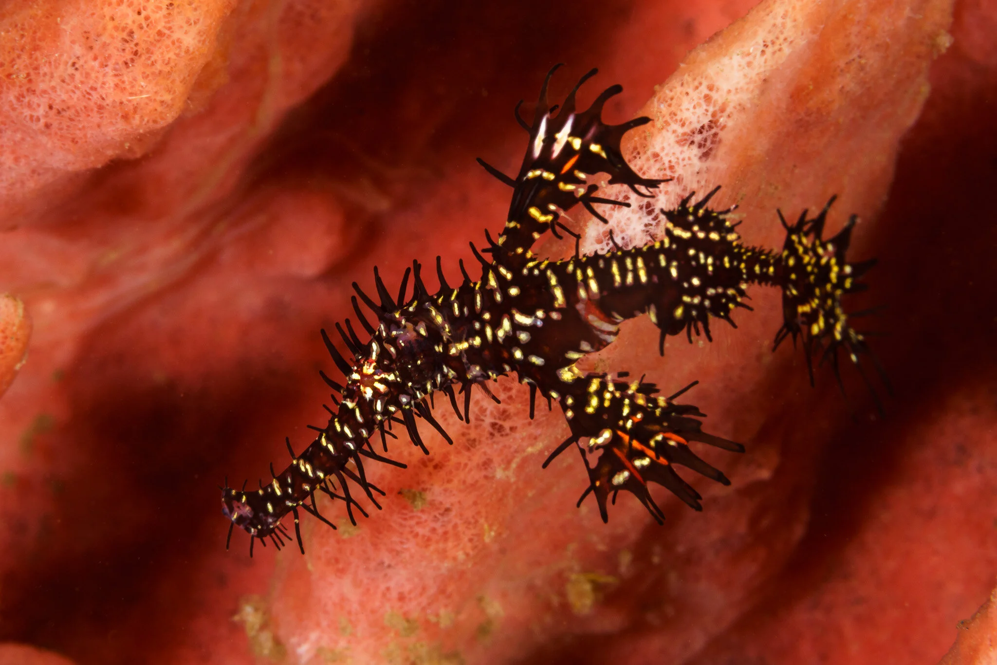 ornate ghost pipefish resting on soft coral
