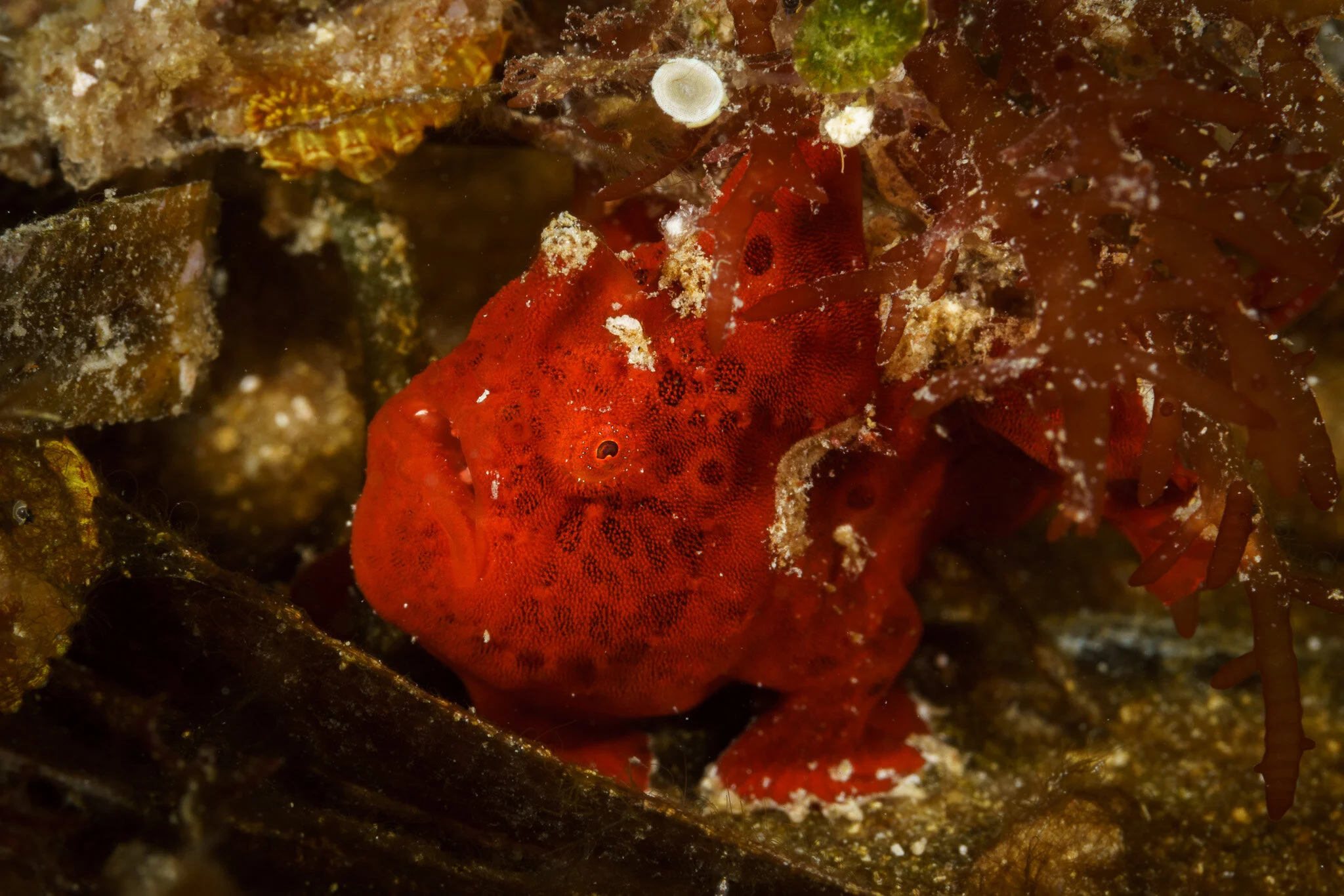 red frogfish resting on the reef