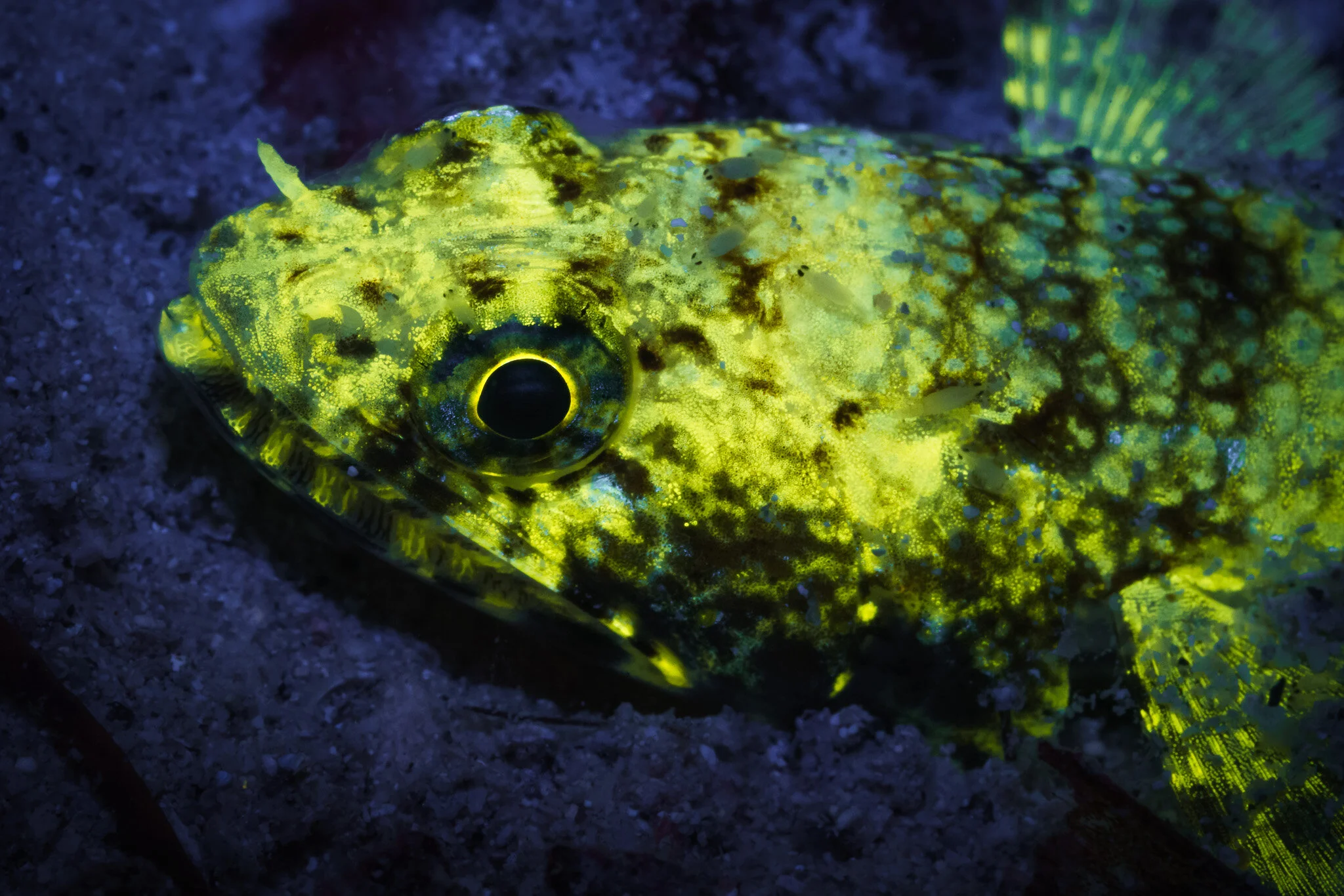 frogfish illuminated with blue light
