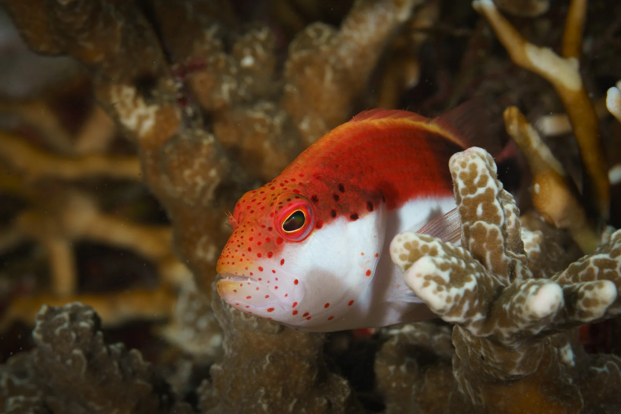 small reef fish on the seabed