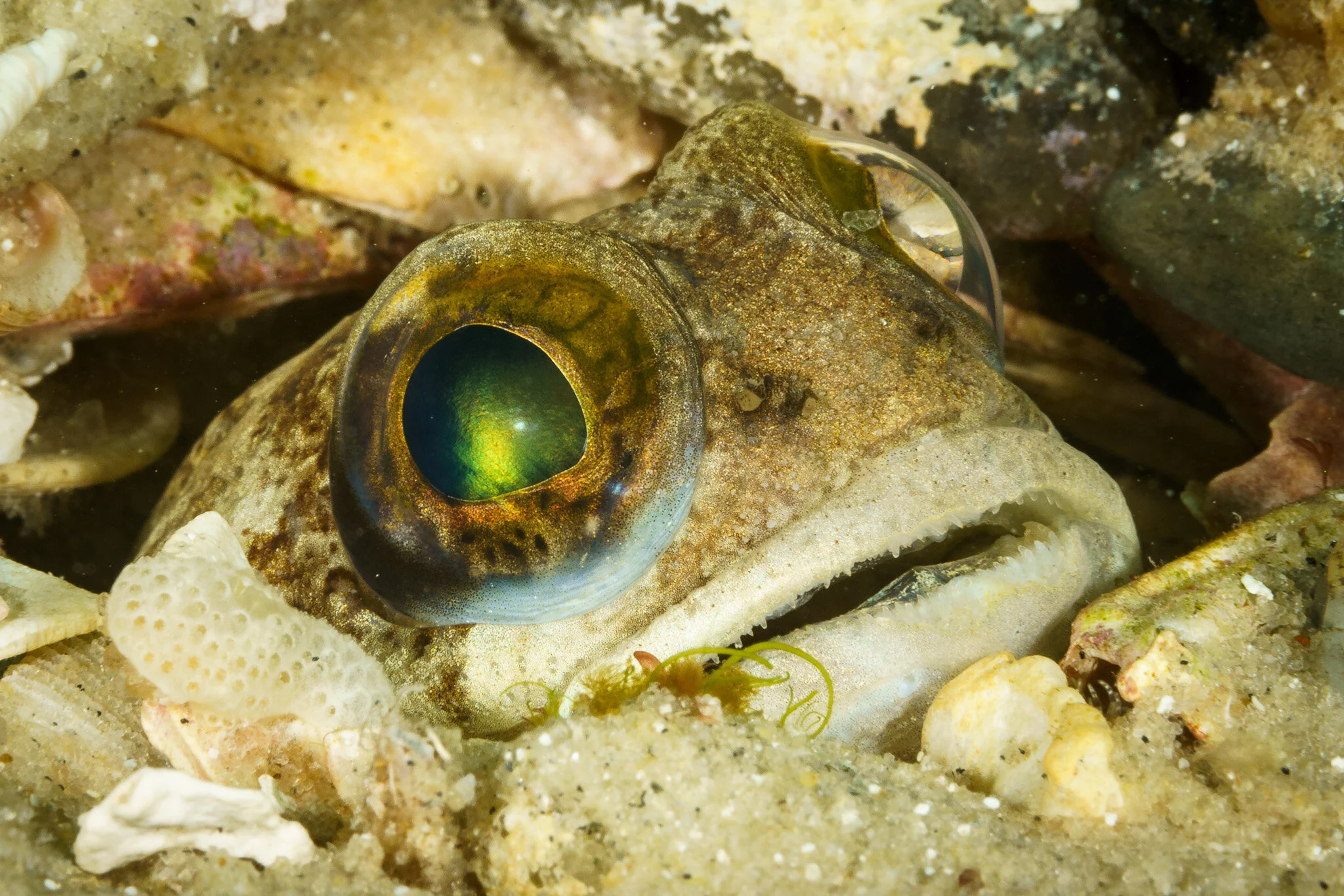 fish eye peering from a rocky crevice
