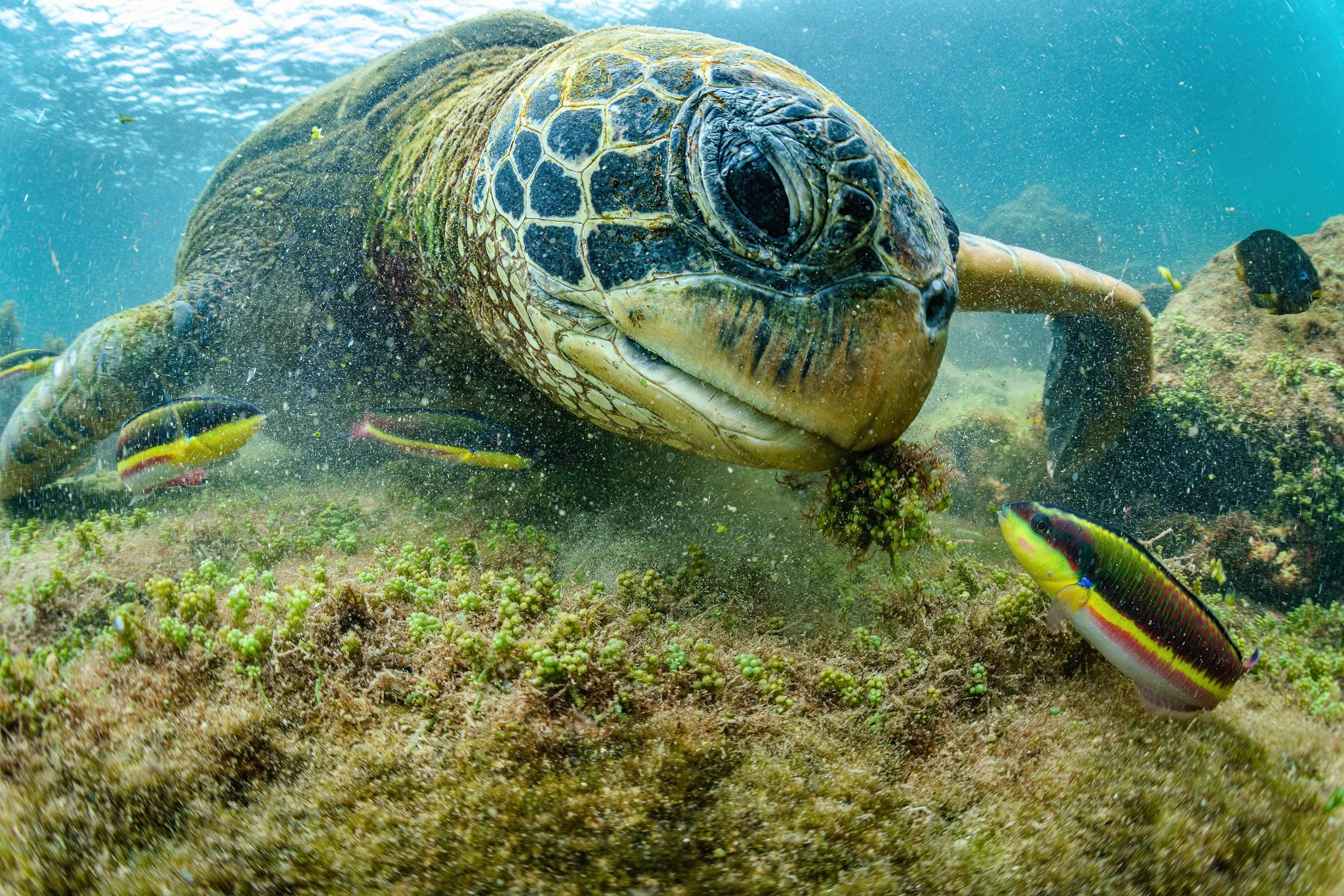 sea turtle swimming over a coral reef