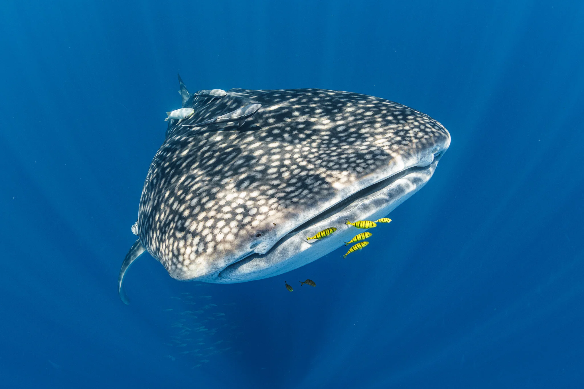 sea turtle swimming below the surface