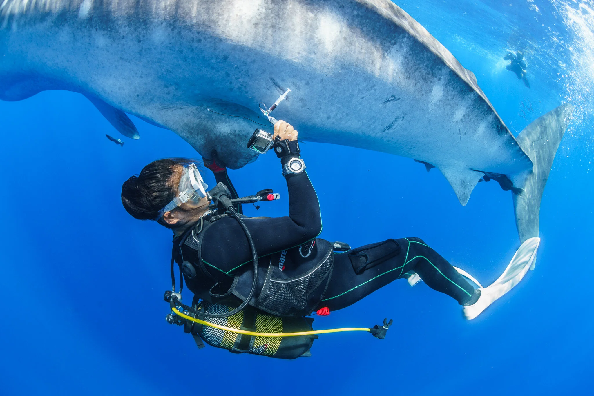 diver photographing a whale shark underwater