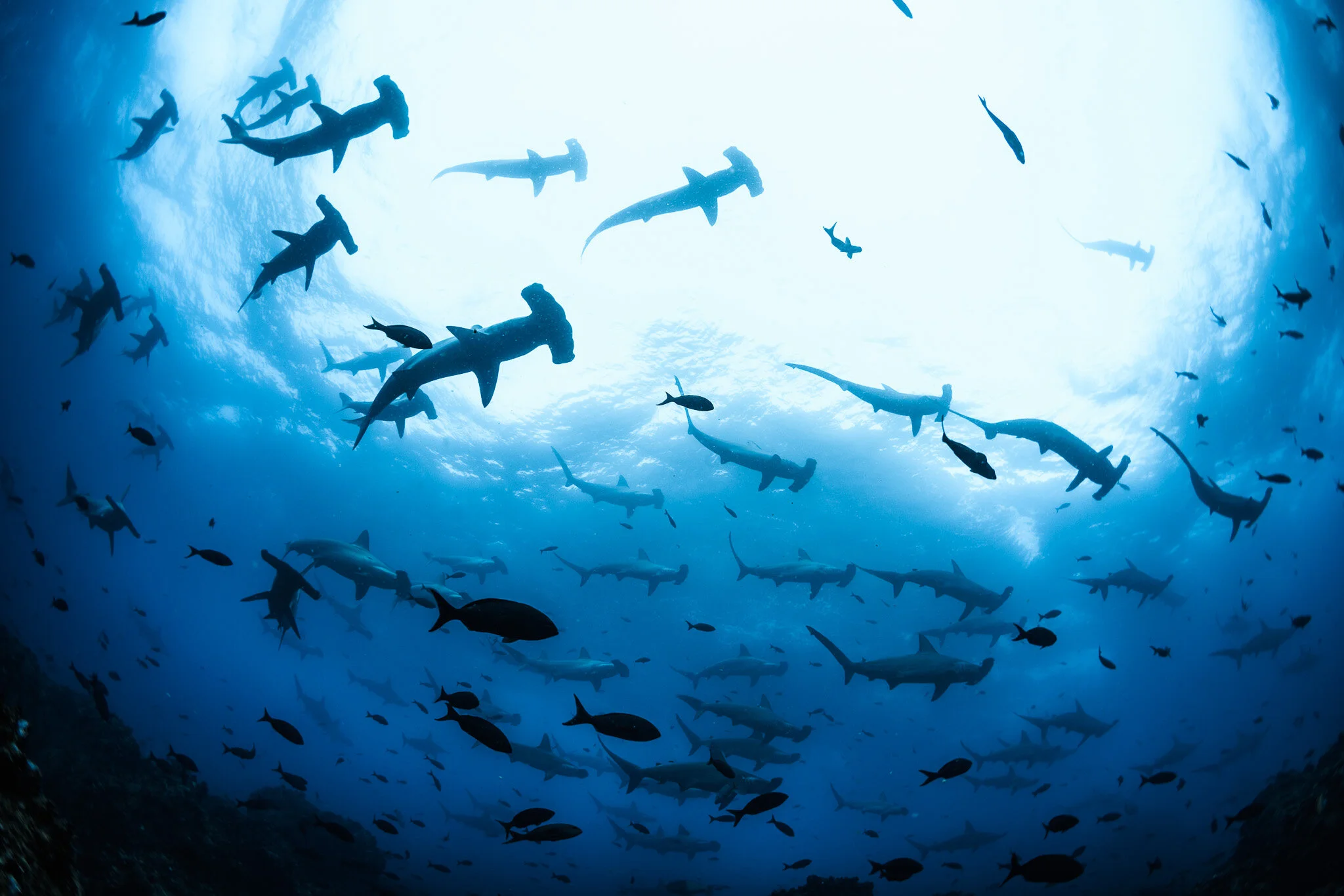 school of hammerhead sharks seen from below