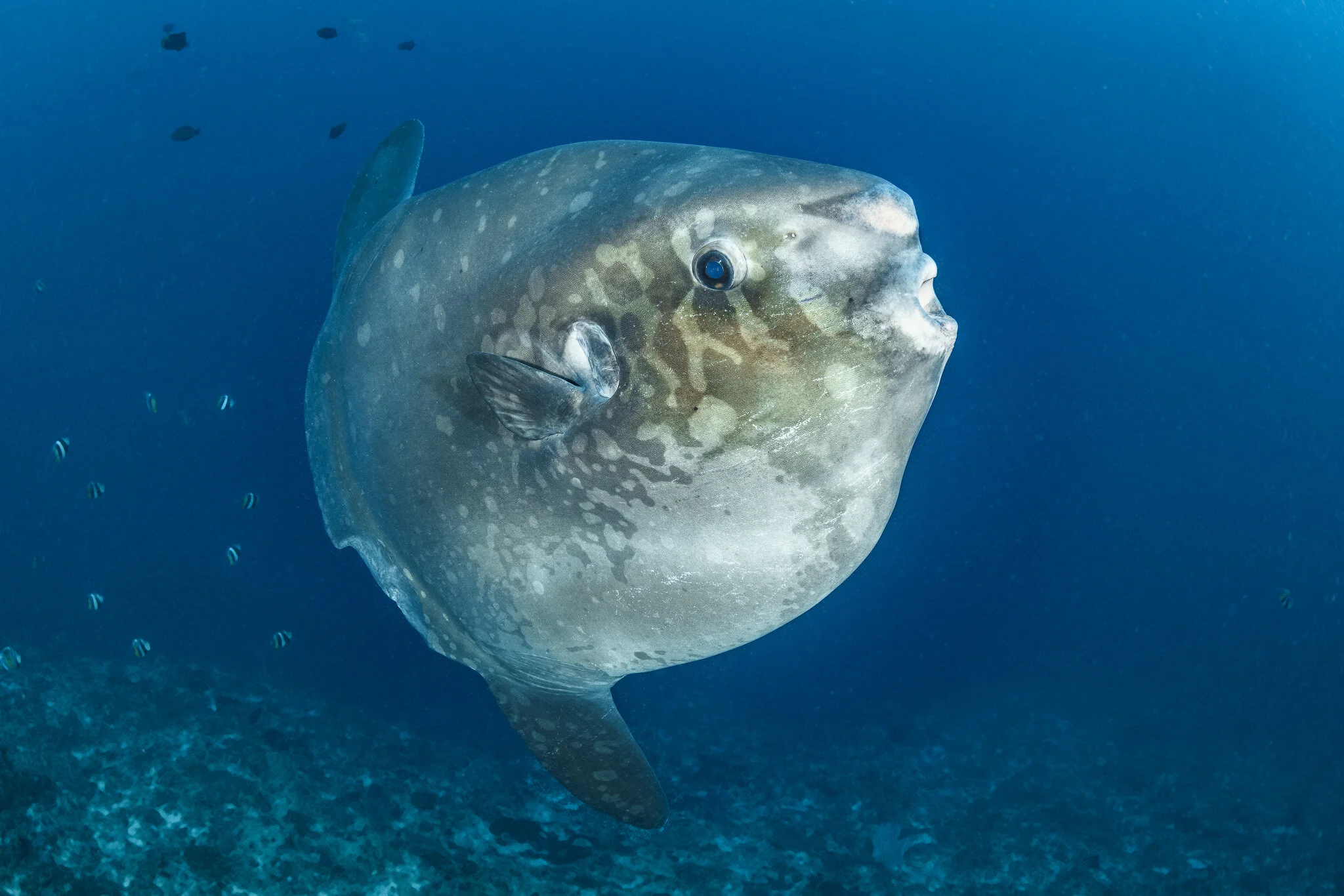 ocean sunfish swimming underwater